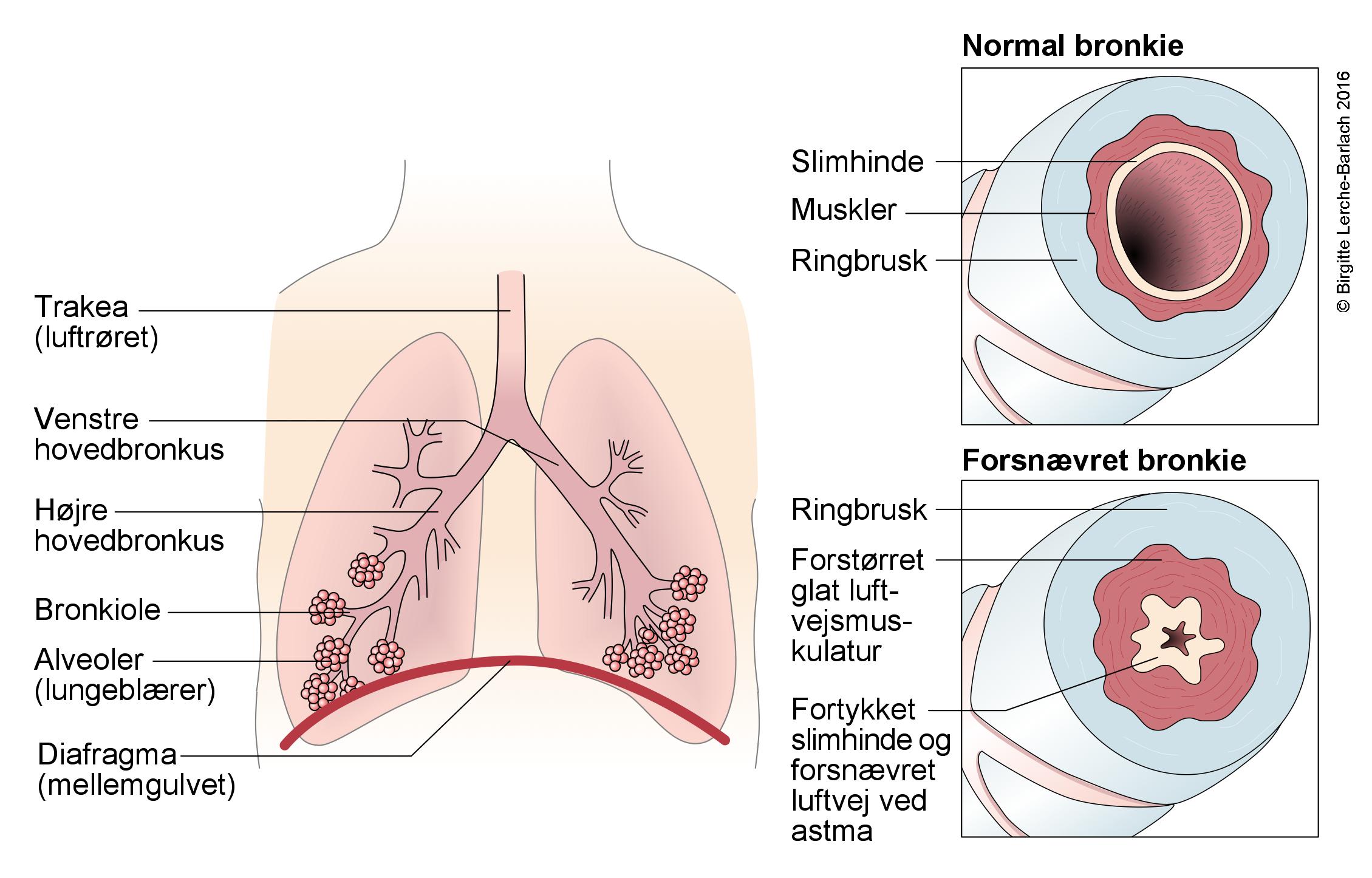 lunge-trakea bronkier alveoler