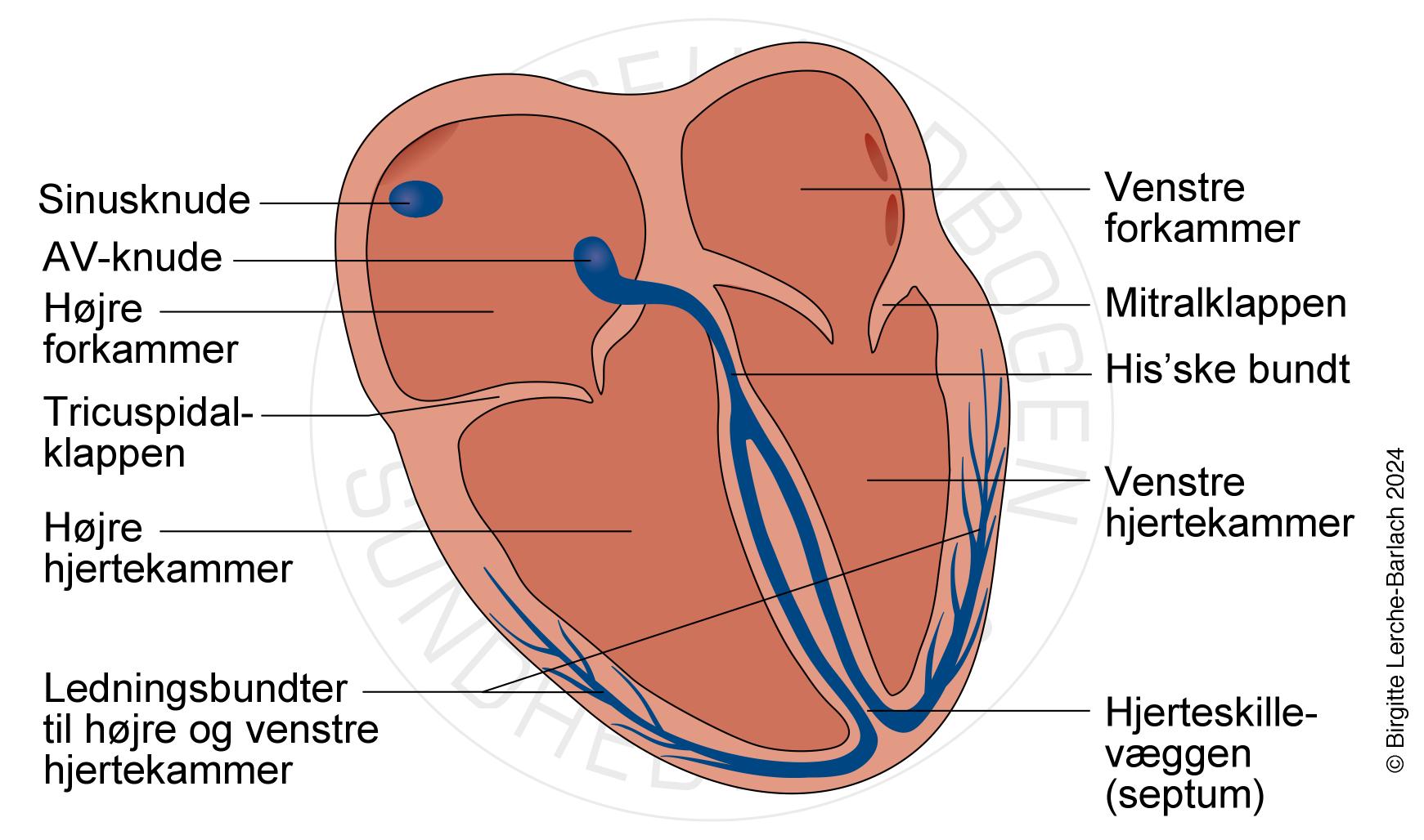 Hjerte ledningssystem