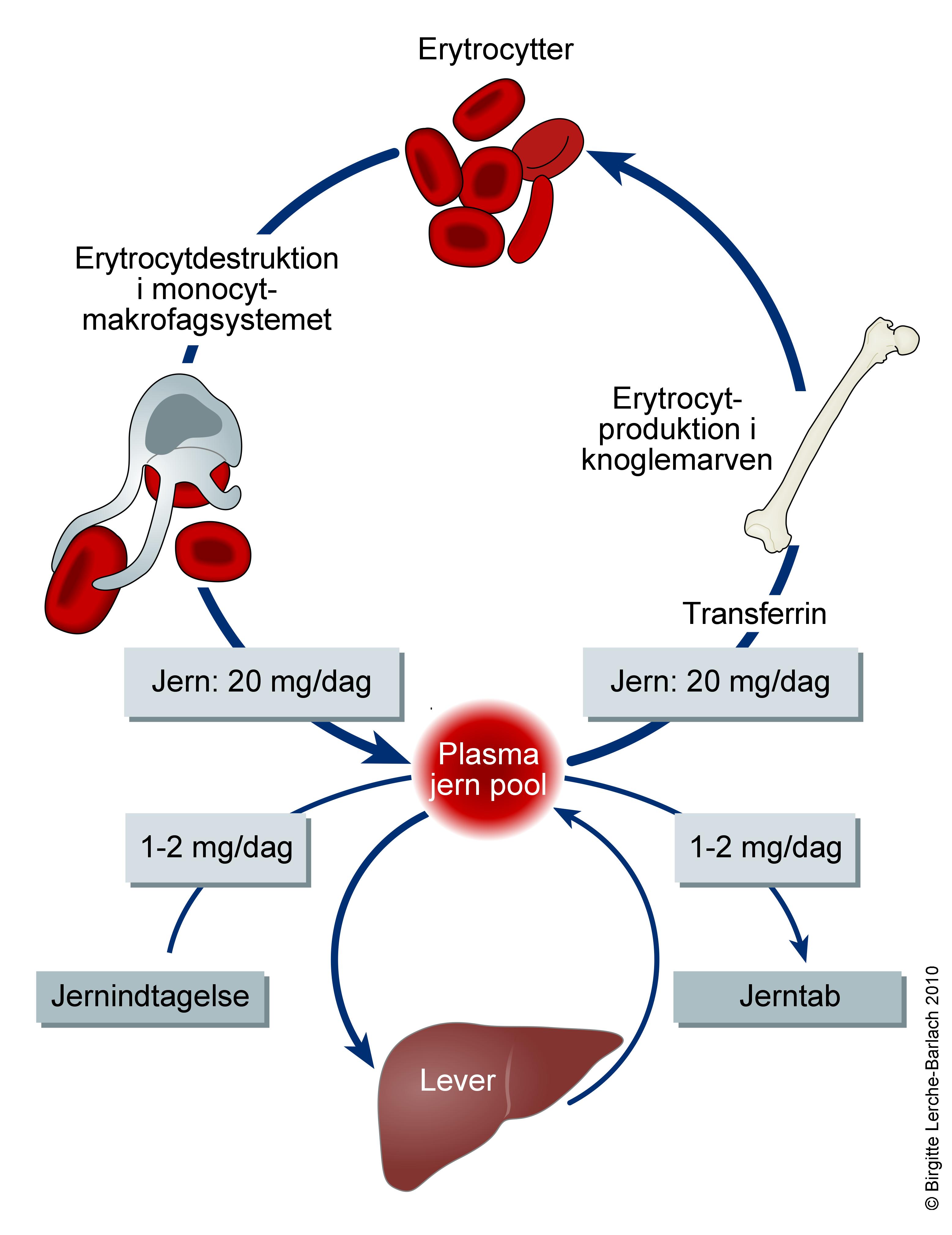 blod-normal jernhomeostase