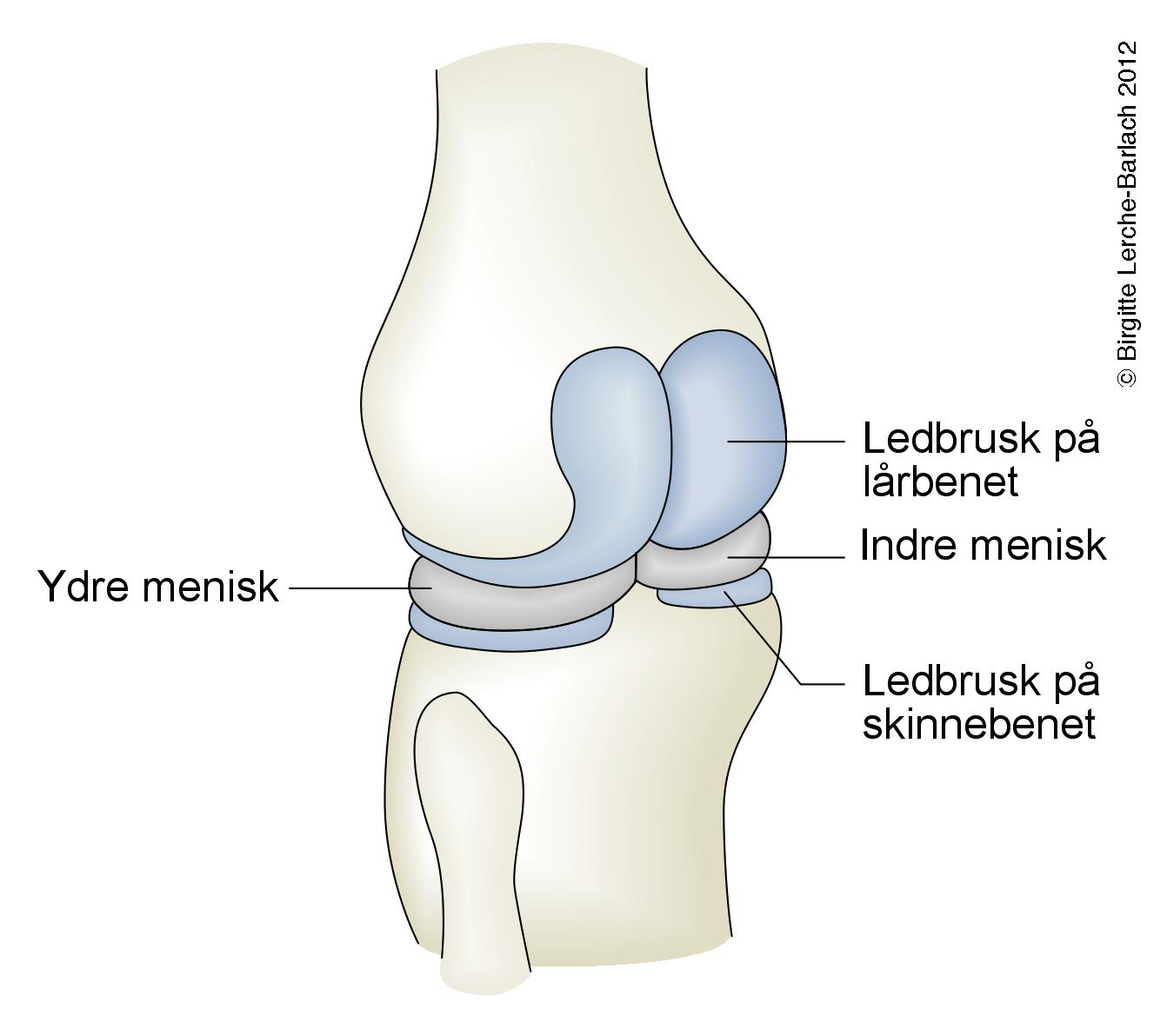 knae-venstre set bagfra med menisker og ledbrusk