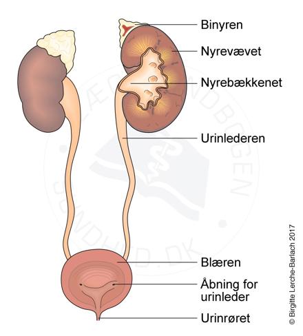 tegning af blære, nyrer og binyrer.