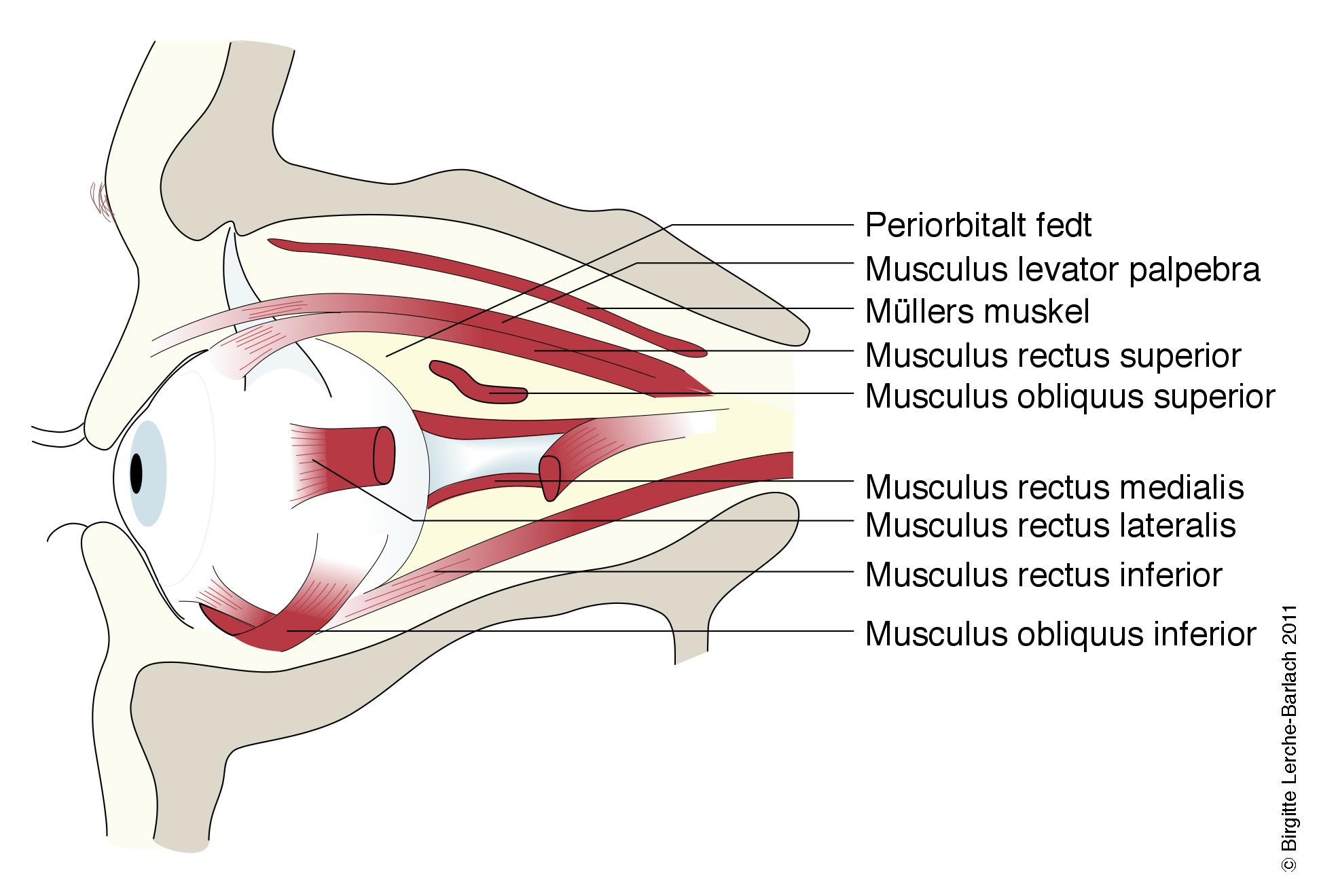 oejne-oejenhulen orbita
