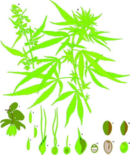 tegning af cannabis plante.