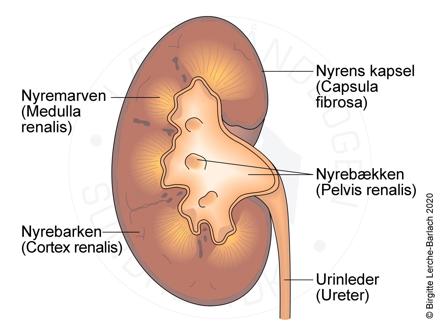 tegning af nyrer, tværsnit.