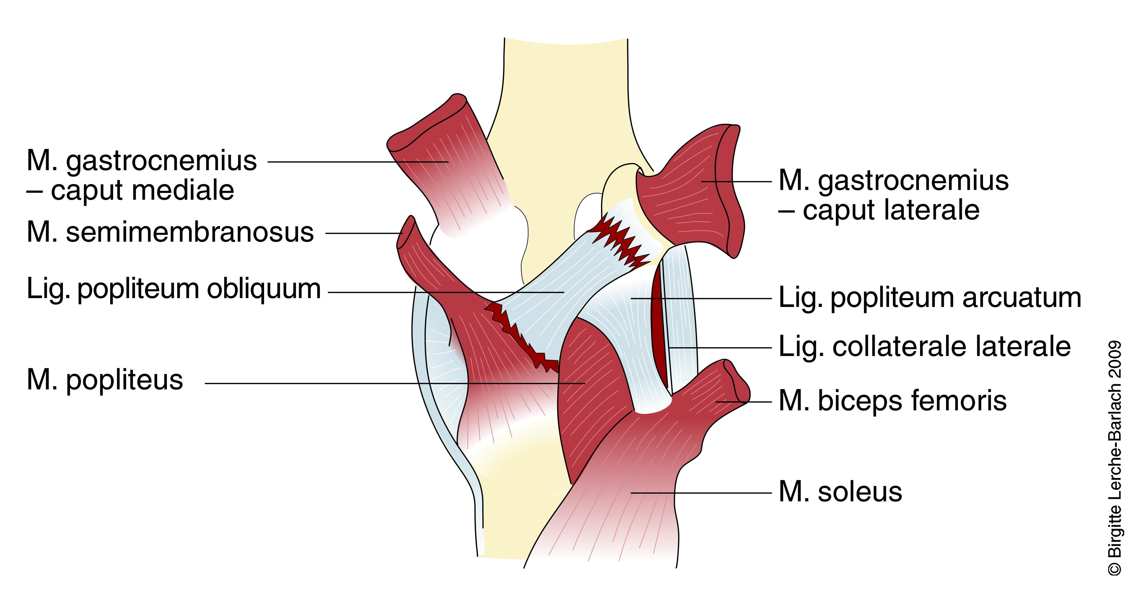 knae-normal hoejre-set