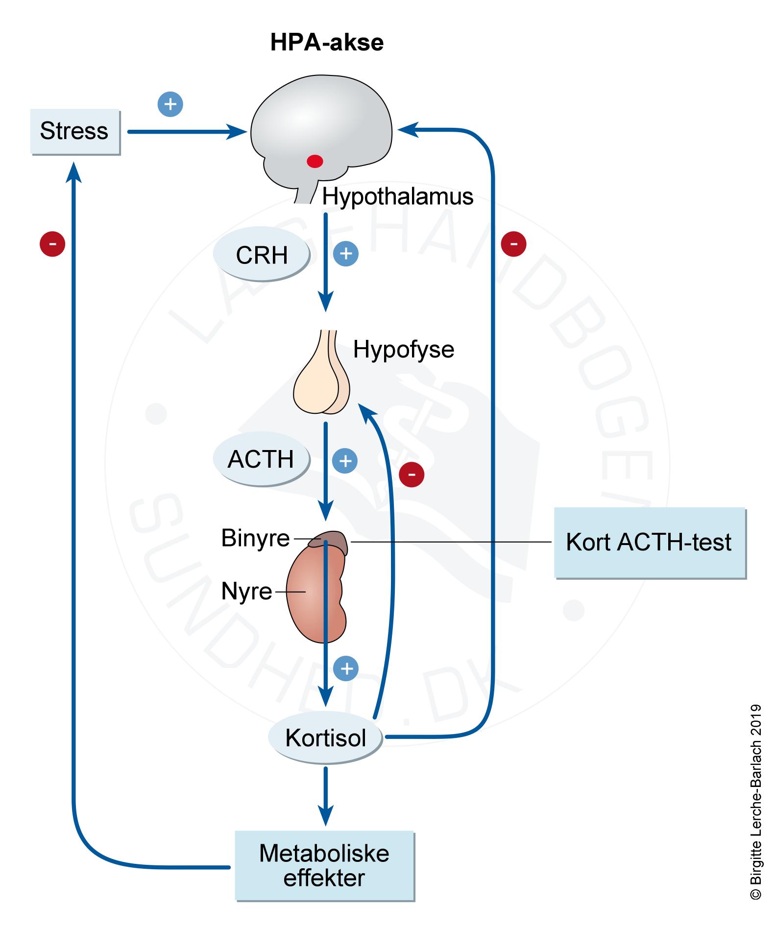 test ved binyreinsufficiens