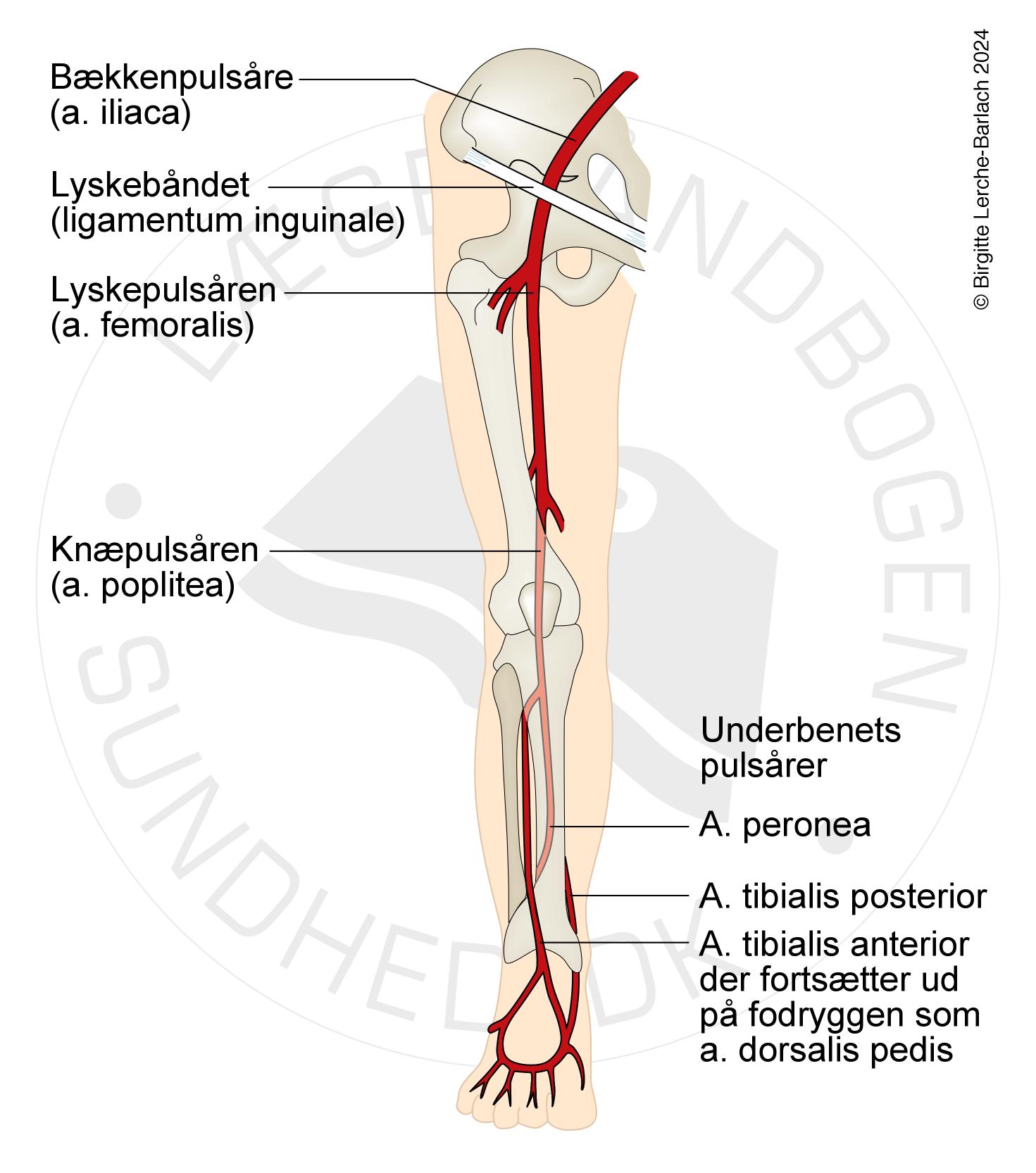 aarer-Arterier i benet