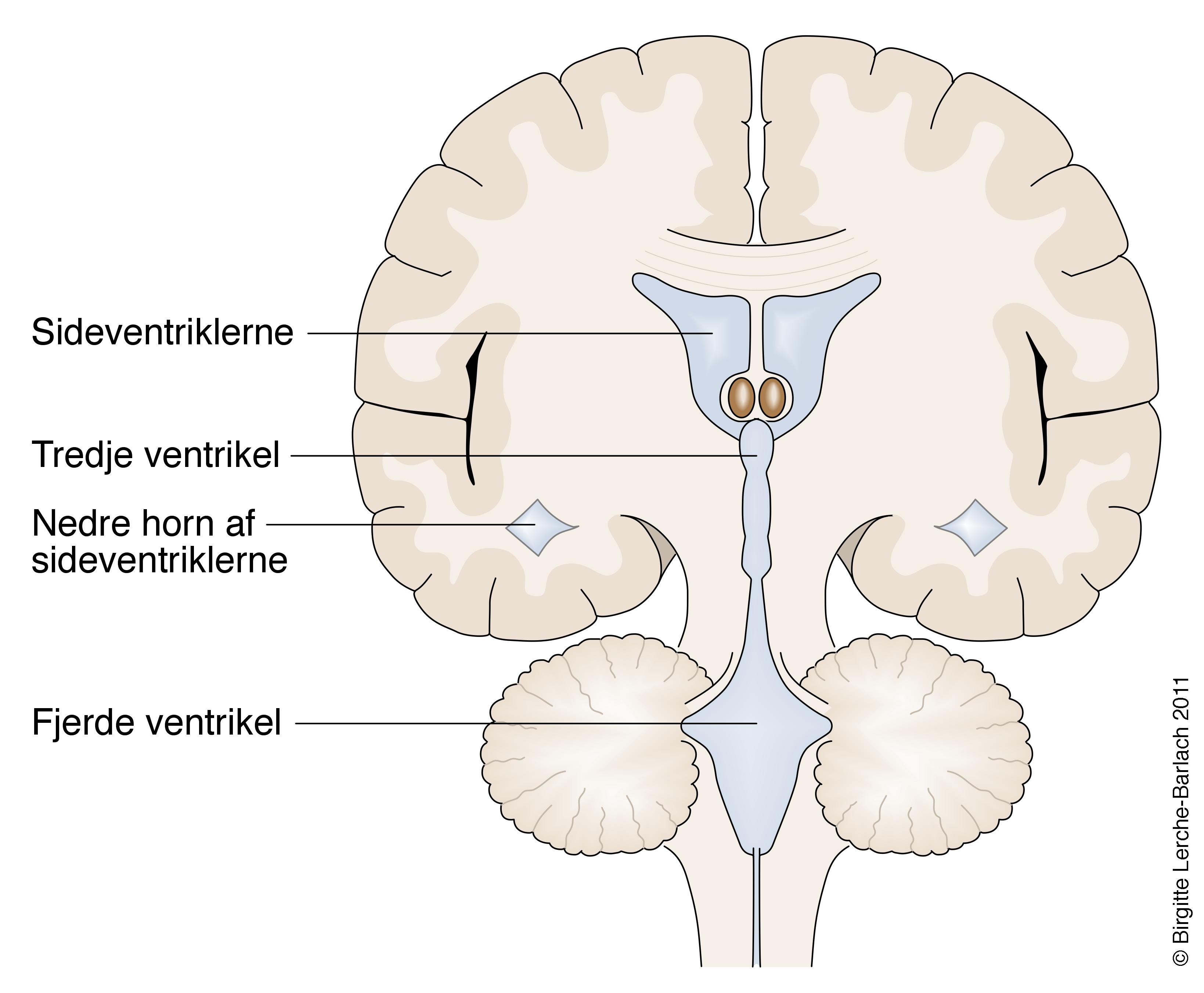 hjerne-ventrikelsystemet tvaersnit