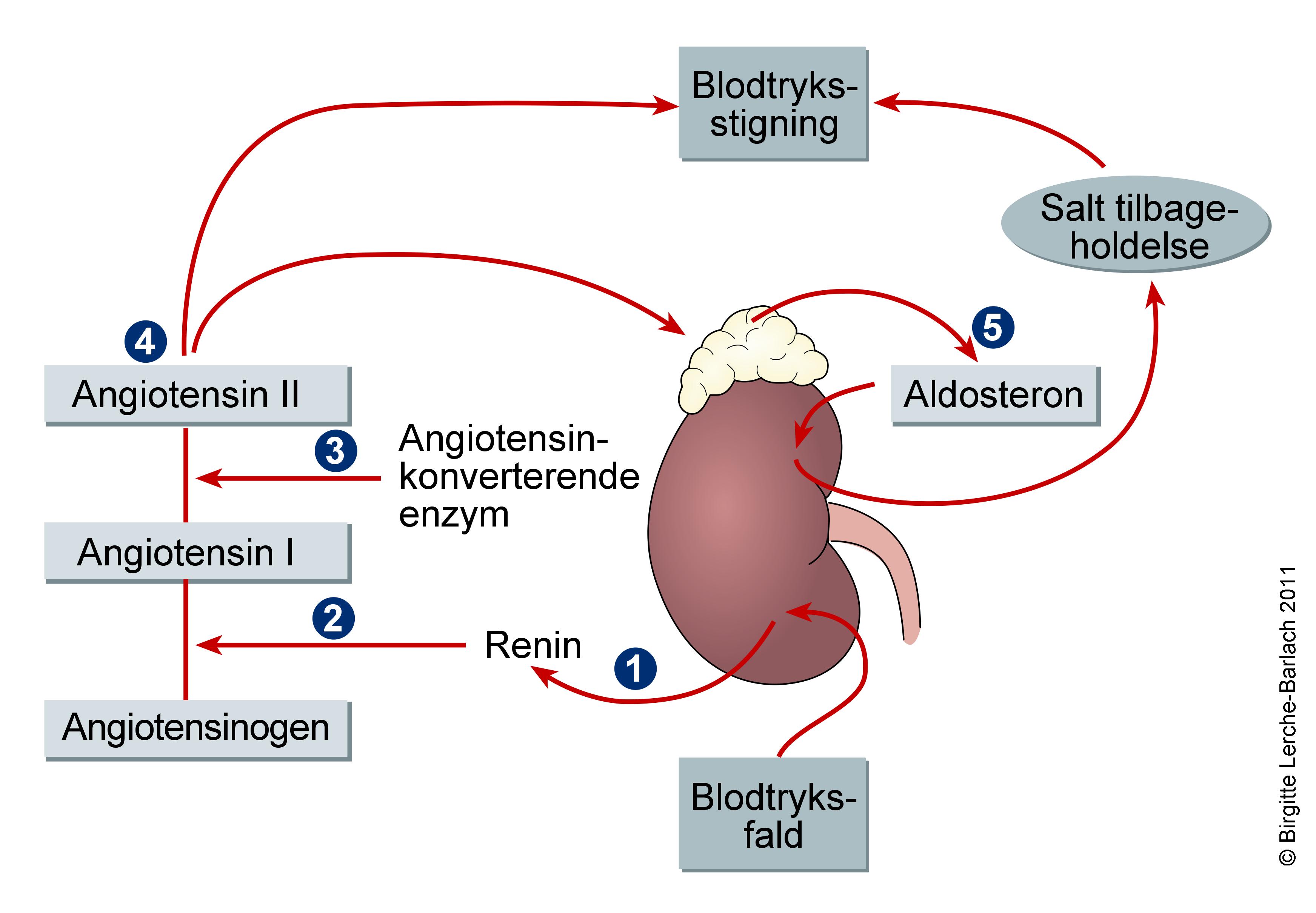 klinisk biokemi-aldosteron