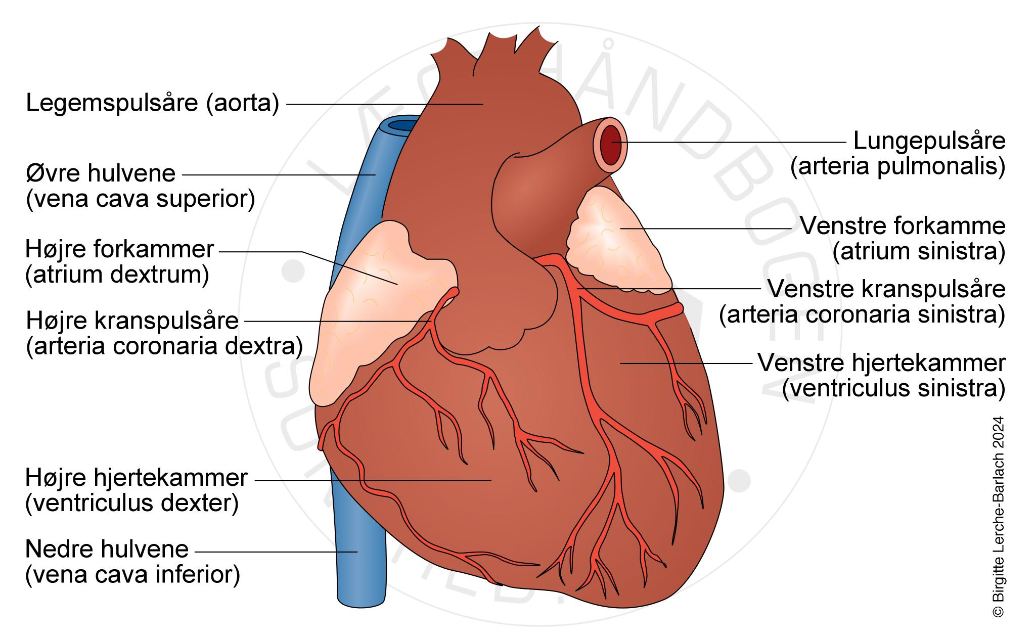 LH_hjerte normalt forfra_Ny