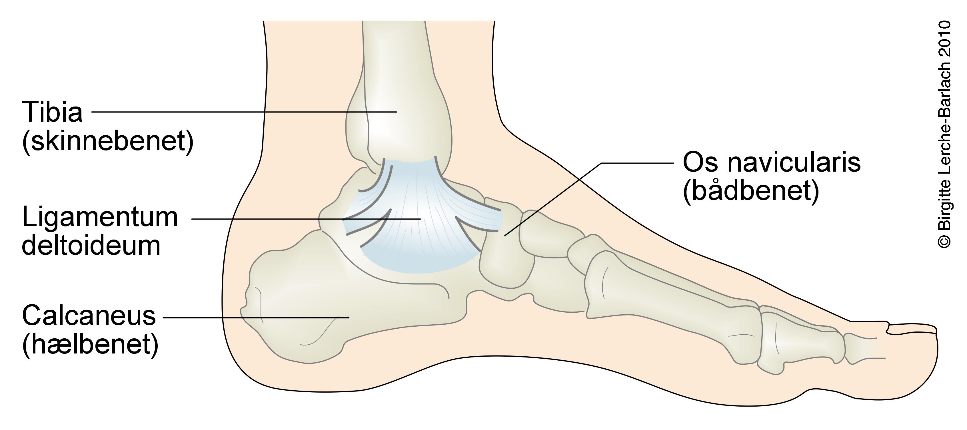 ankel-ligament medialt 7303