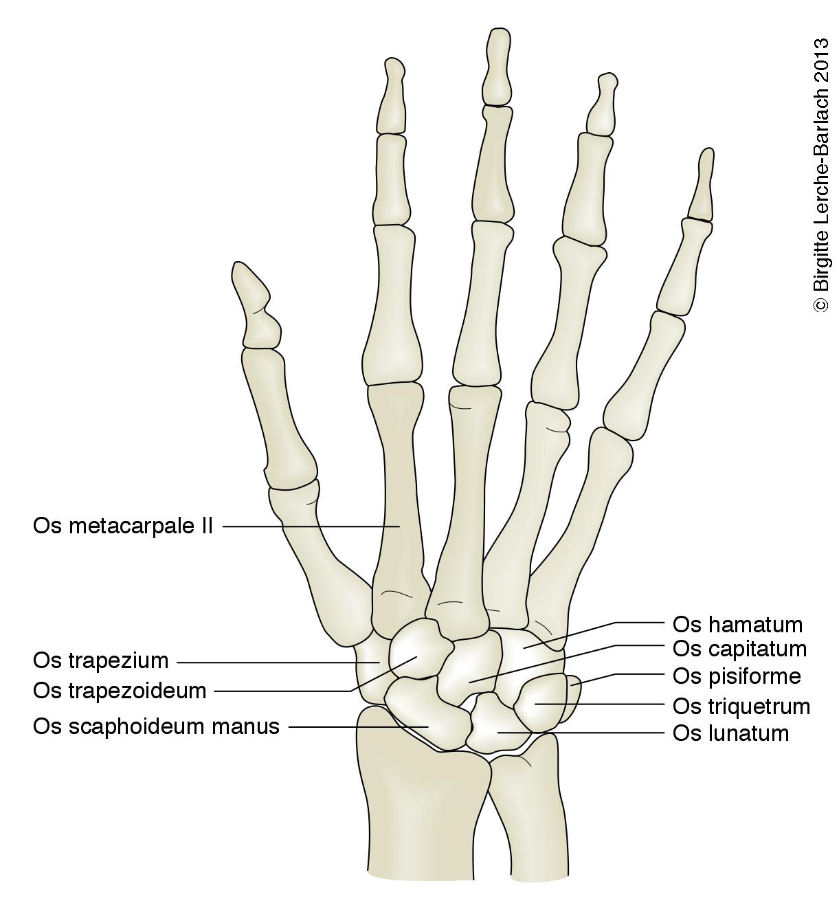 Haandskelet dorsalt 8182