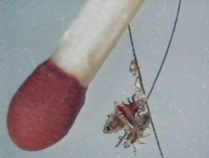 Lus i forhold til tændstik