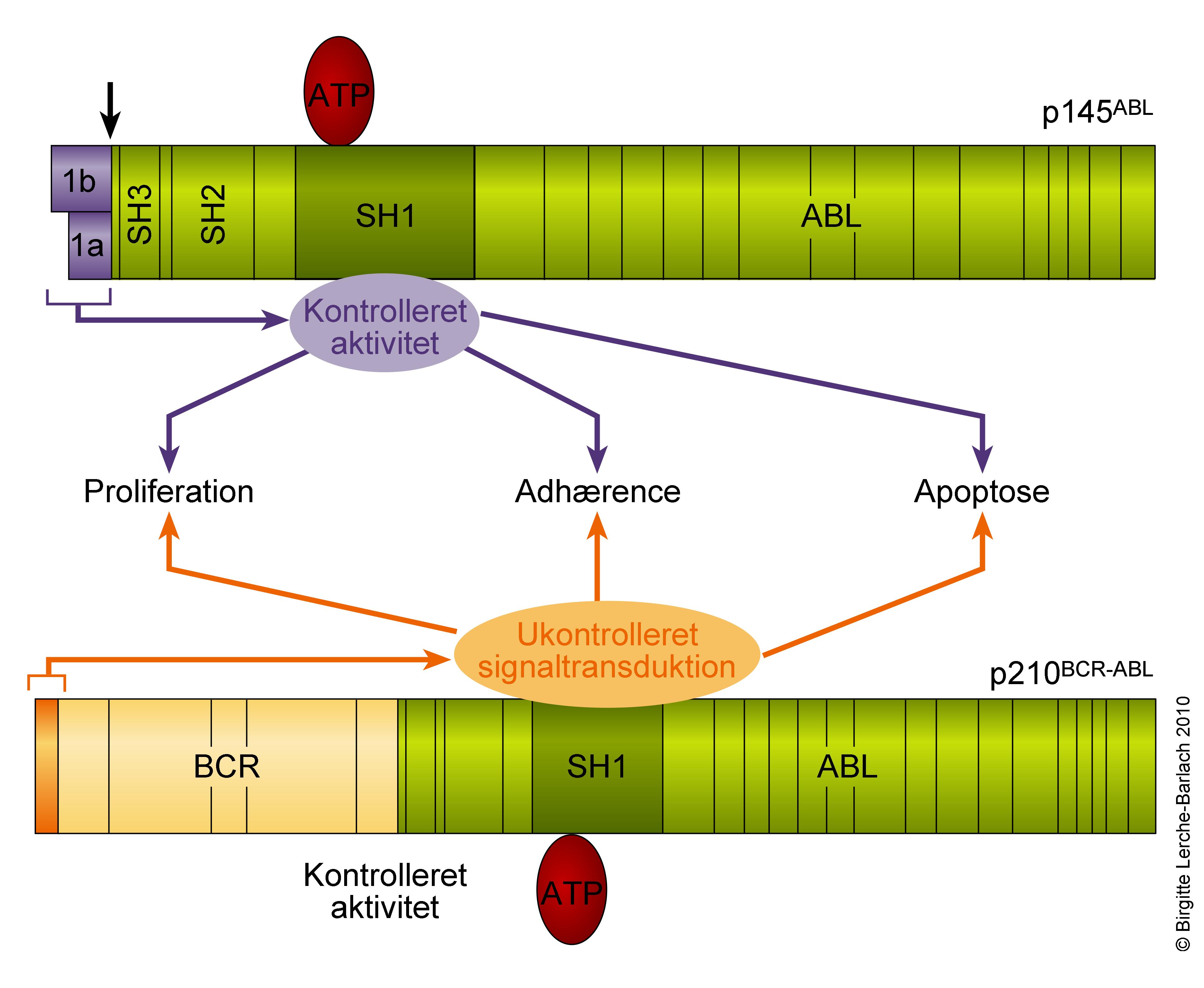 blod-bcr abl transkriptet
