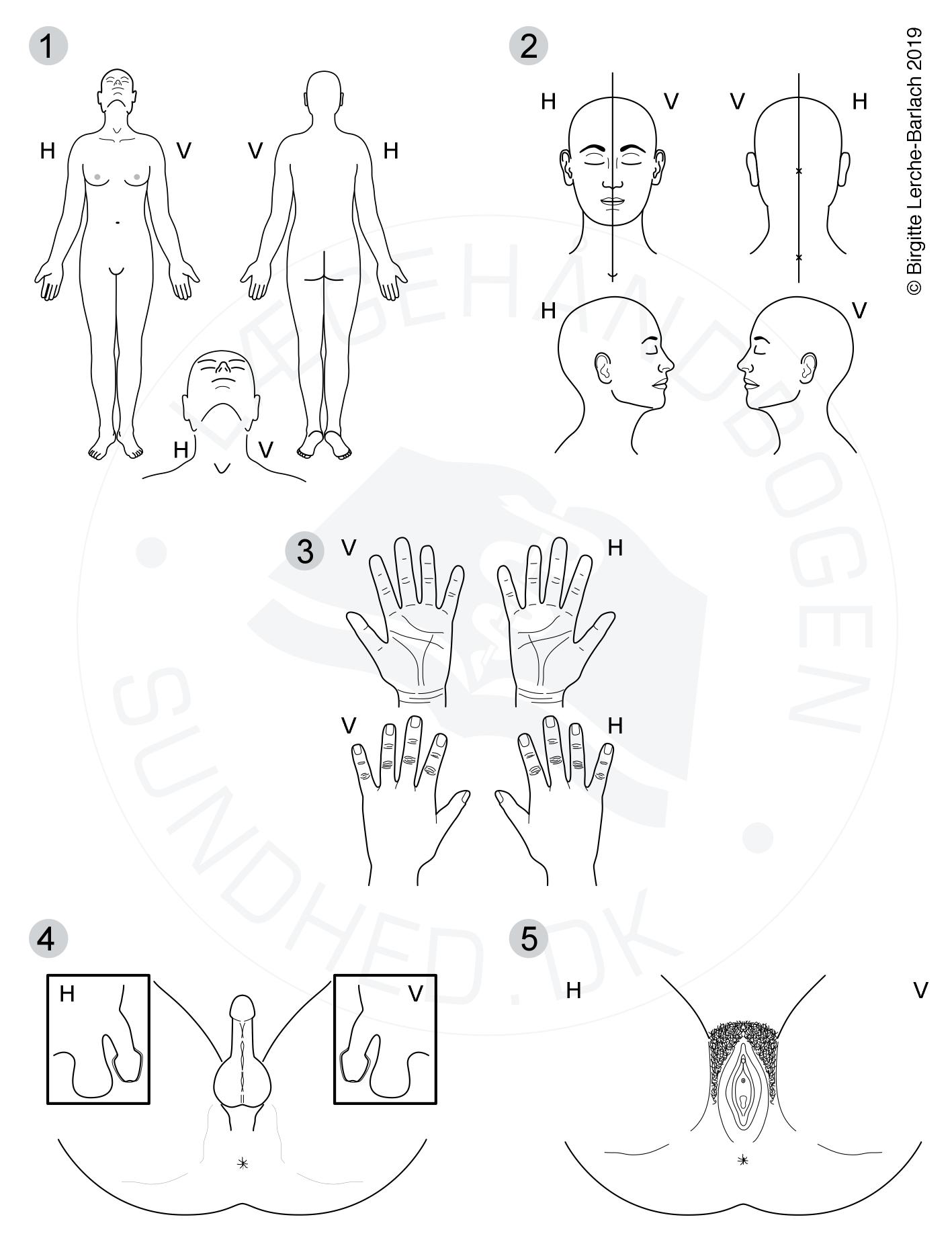 kroppen-voldtaegt samlet oversigt