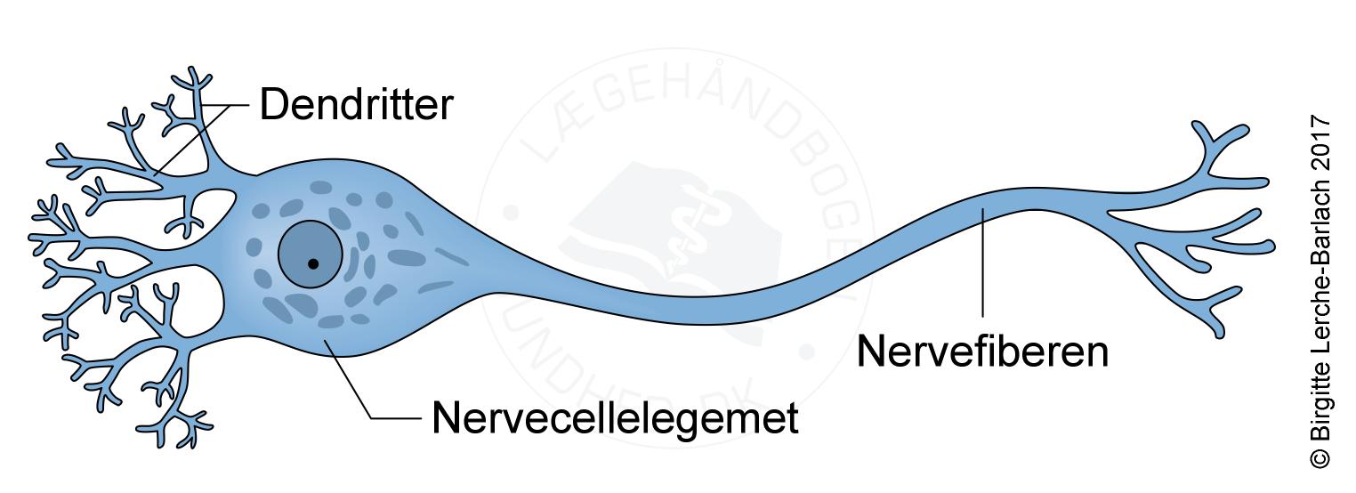 Nervecelle