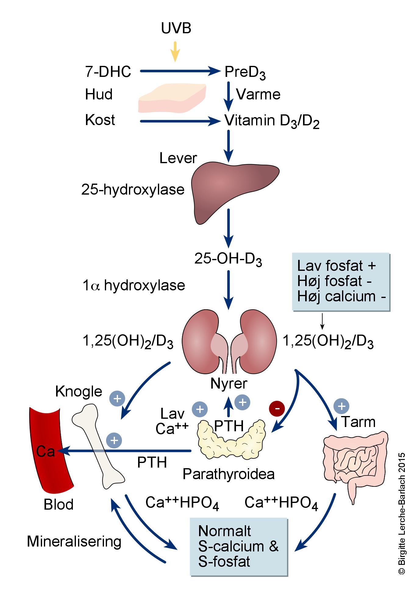 d vitamin dannelse jpg