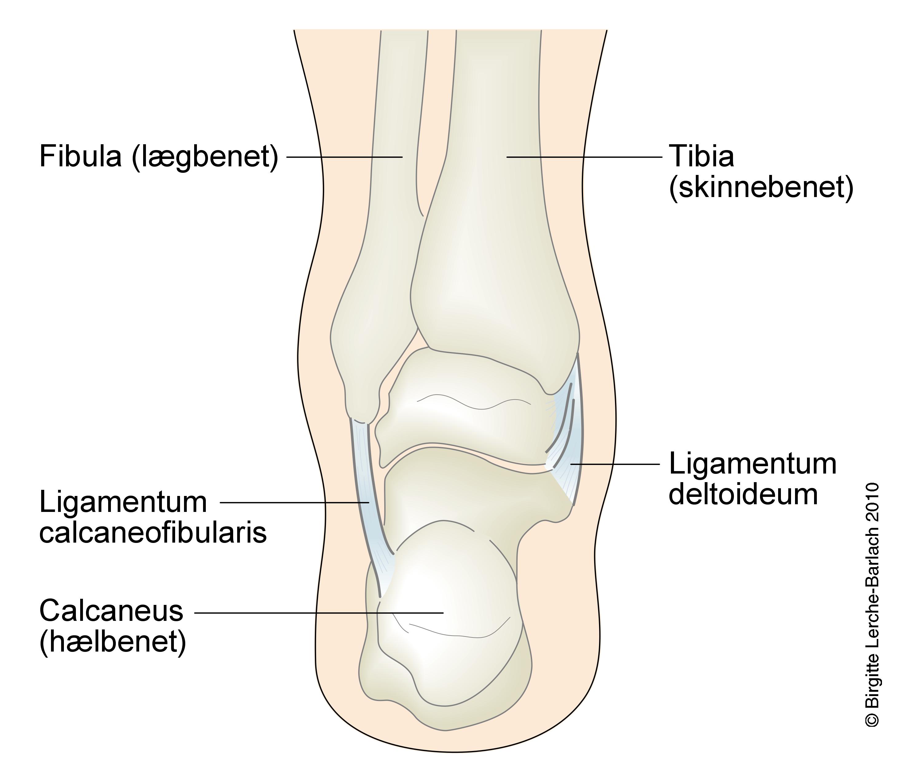 ankel-ligament bagfra
