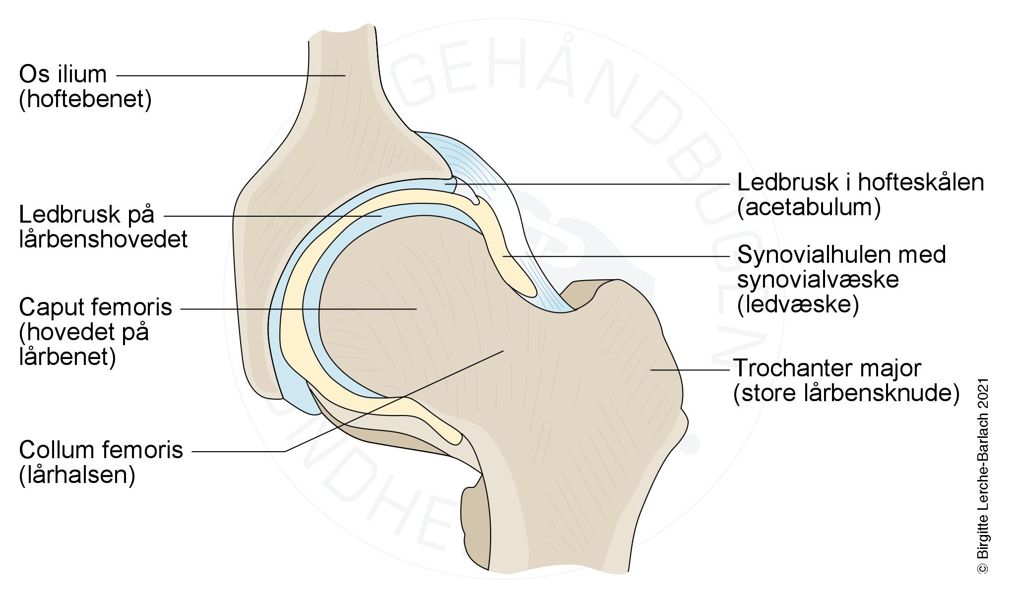 hofte-normalt hofteled