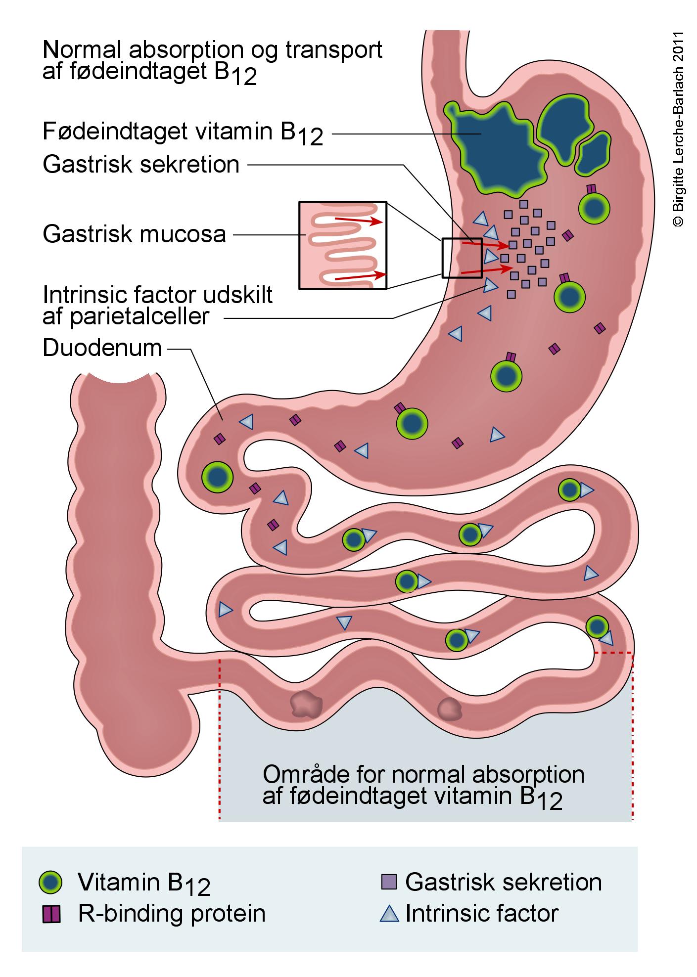 blodproever-parietalcelle antistof