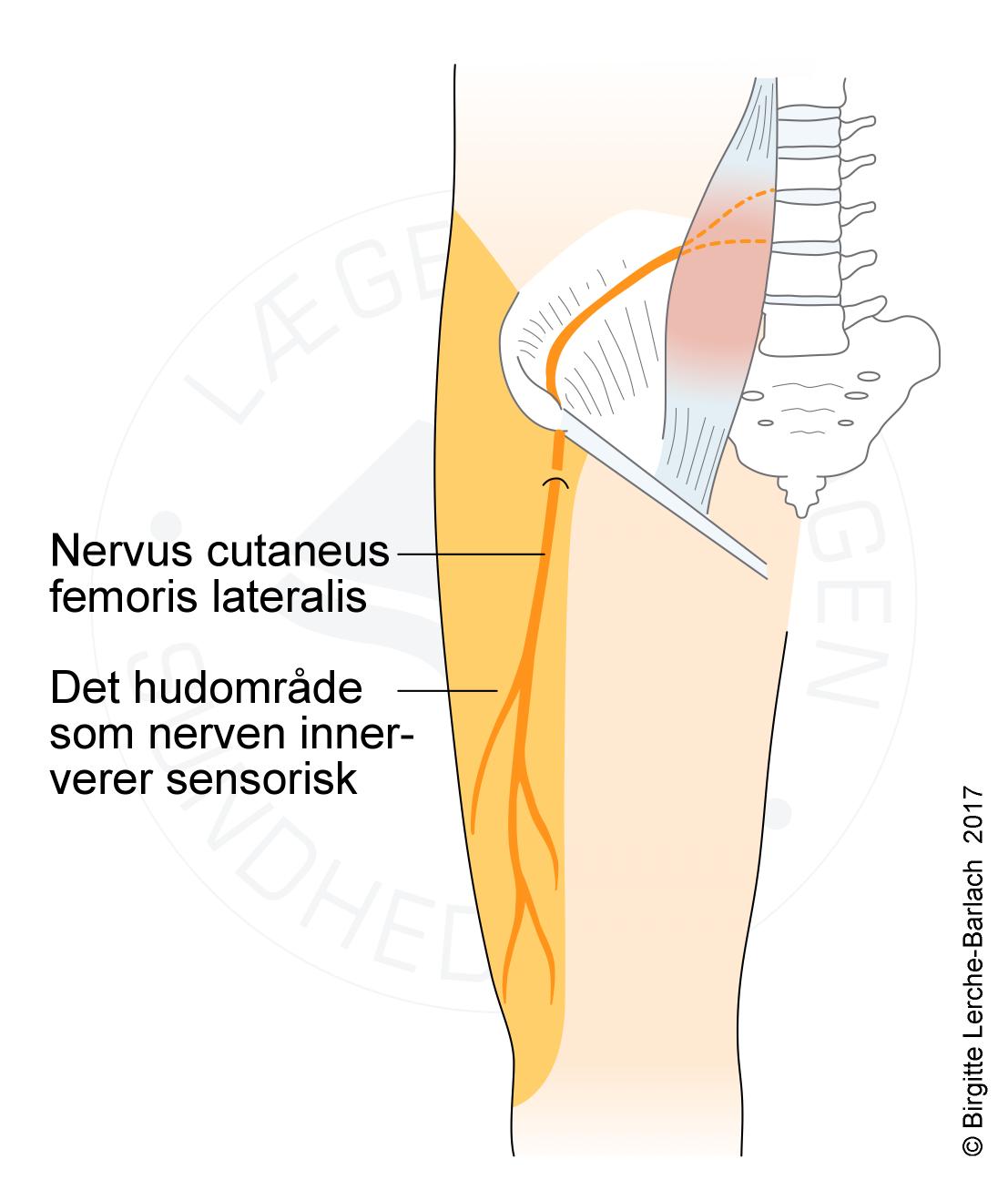 ben-n cutaneus femoris lateralis