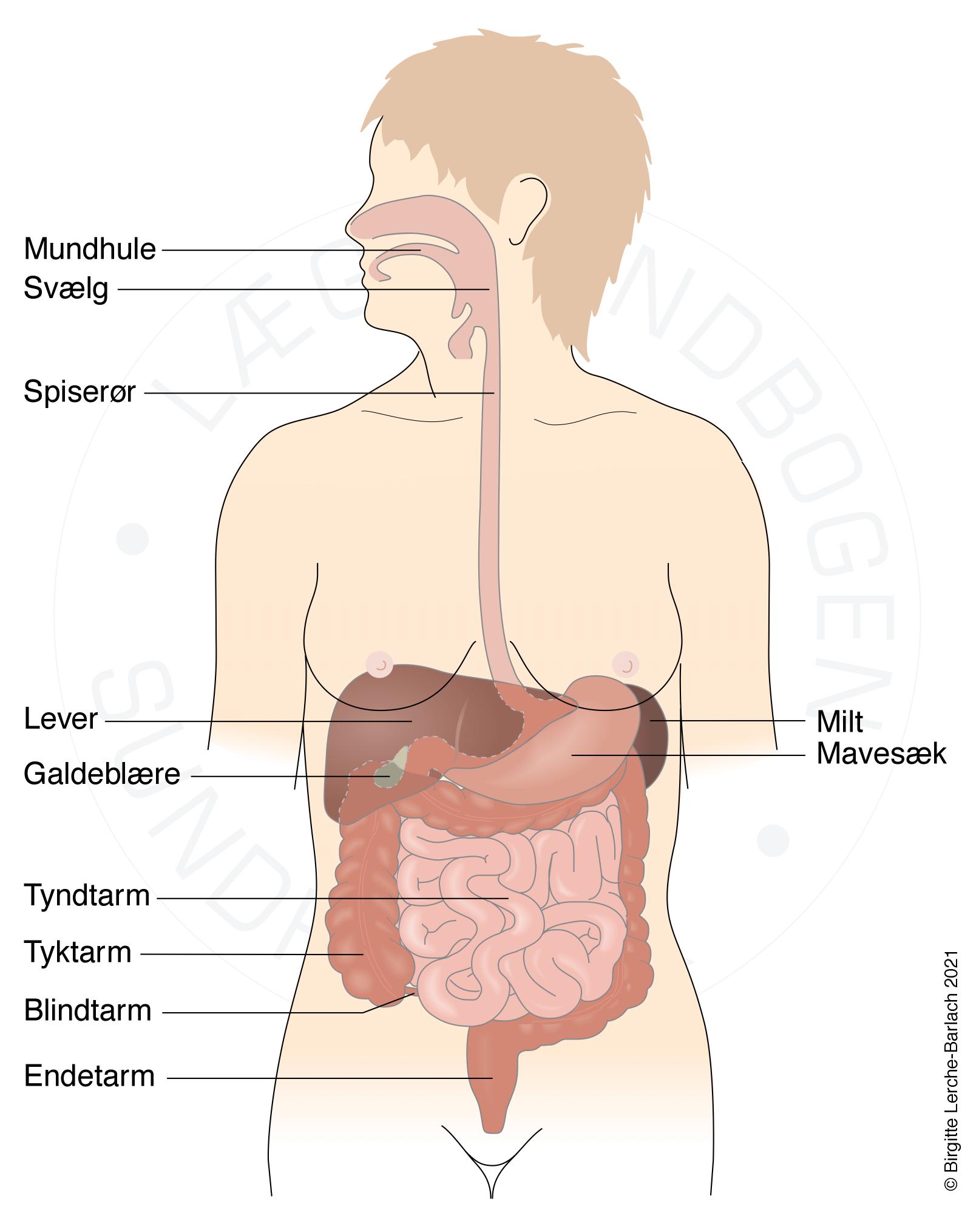 Tegning oversigt mave- og tarmsystemet