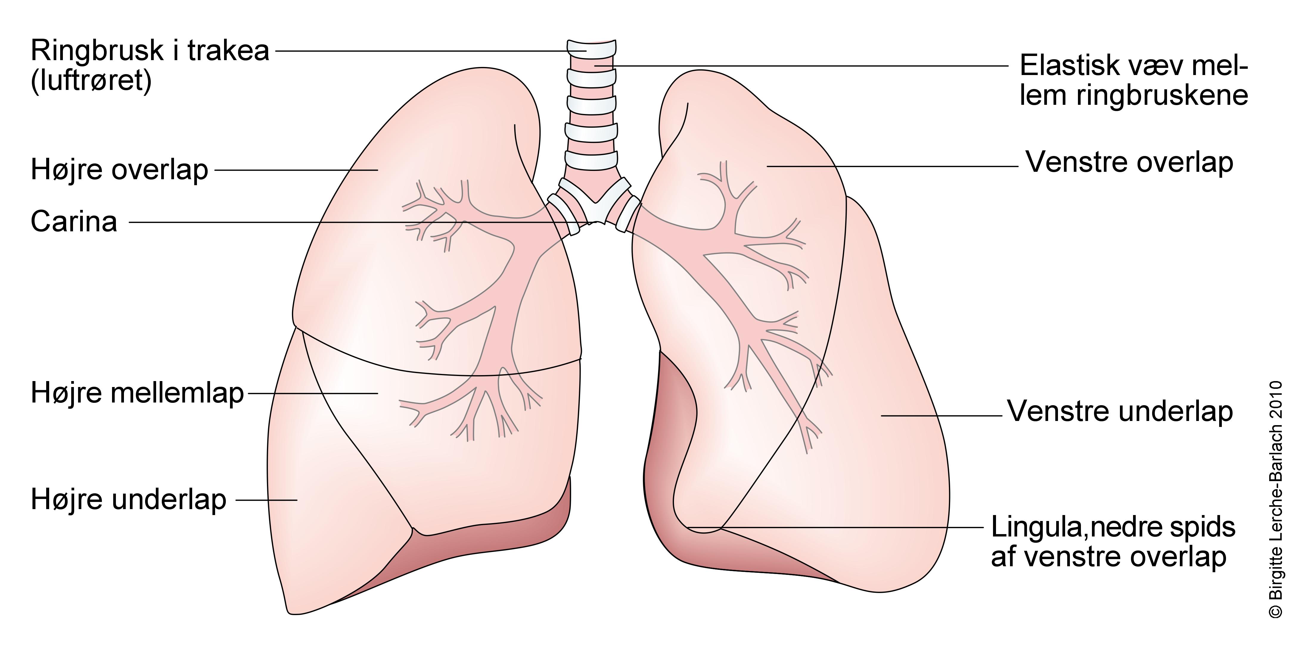 lunger og bronkier (1)