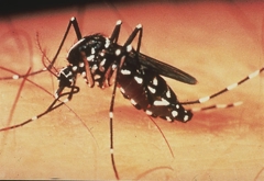 Foto af Aedes myg