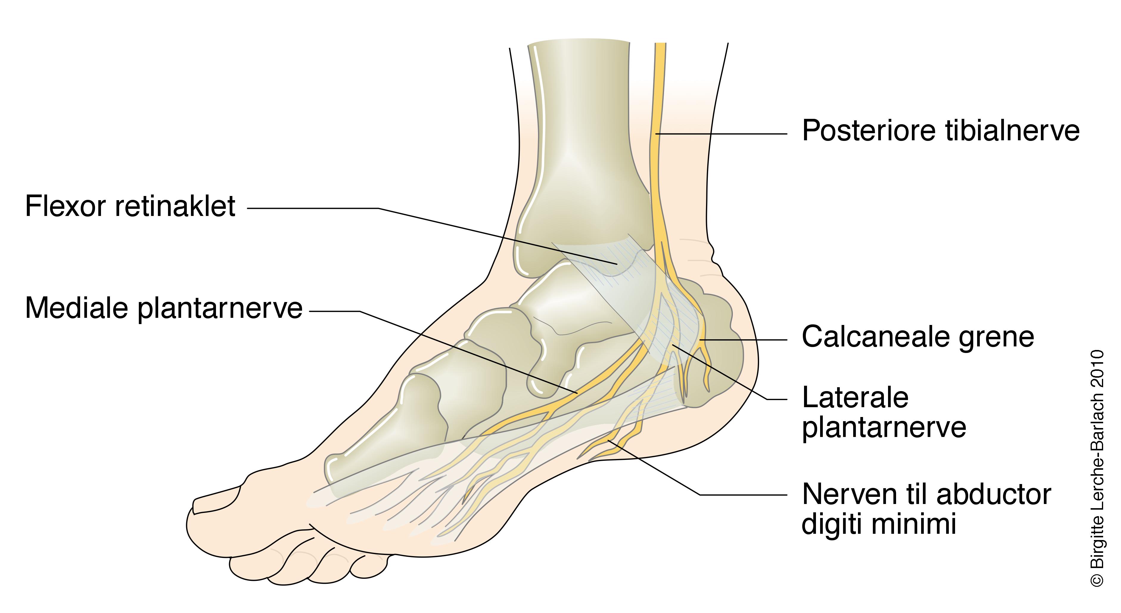 fod-sener og nerver-2