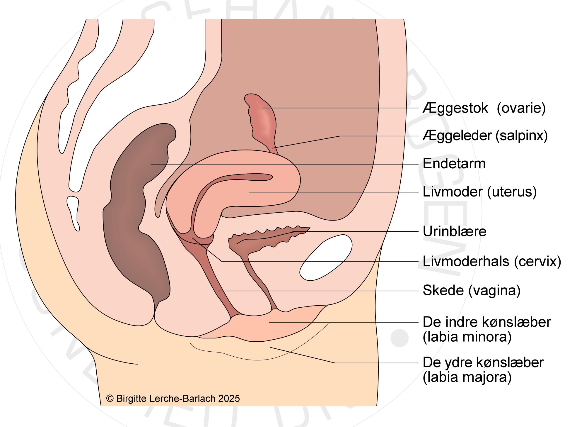 LH_115 Genitalia interna_2025