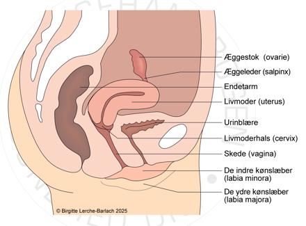 Tegning af de indre, kvindelige kønsorganer