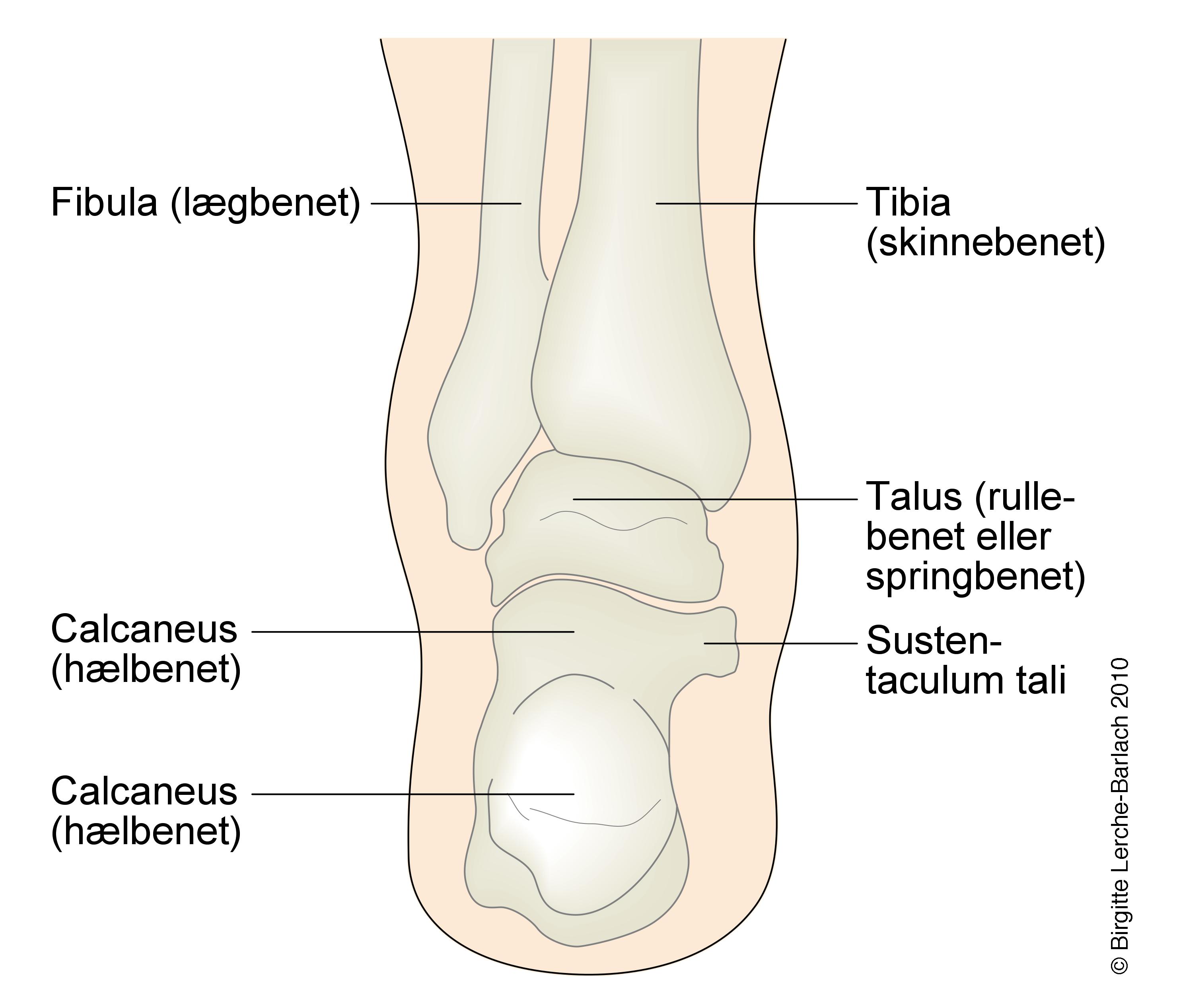 ankel-ankelskelet bagfra