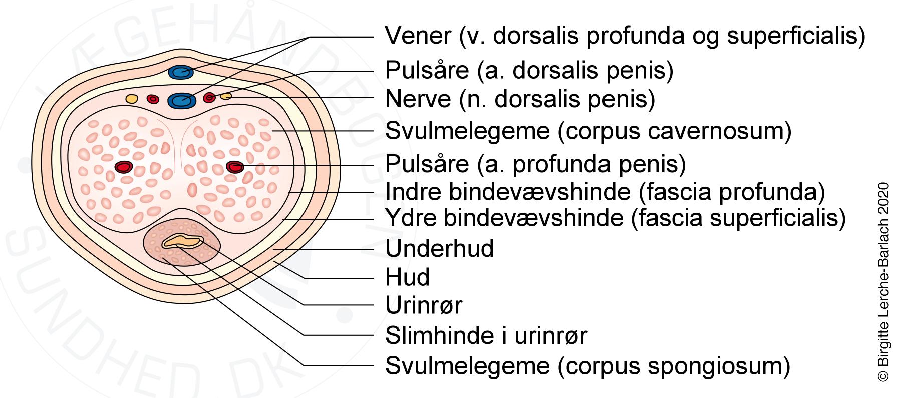 penis- tvaersnit penis