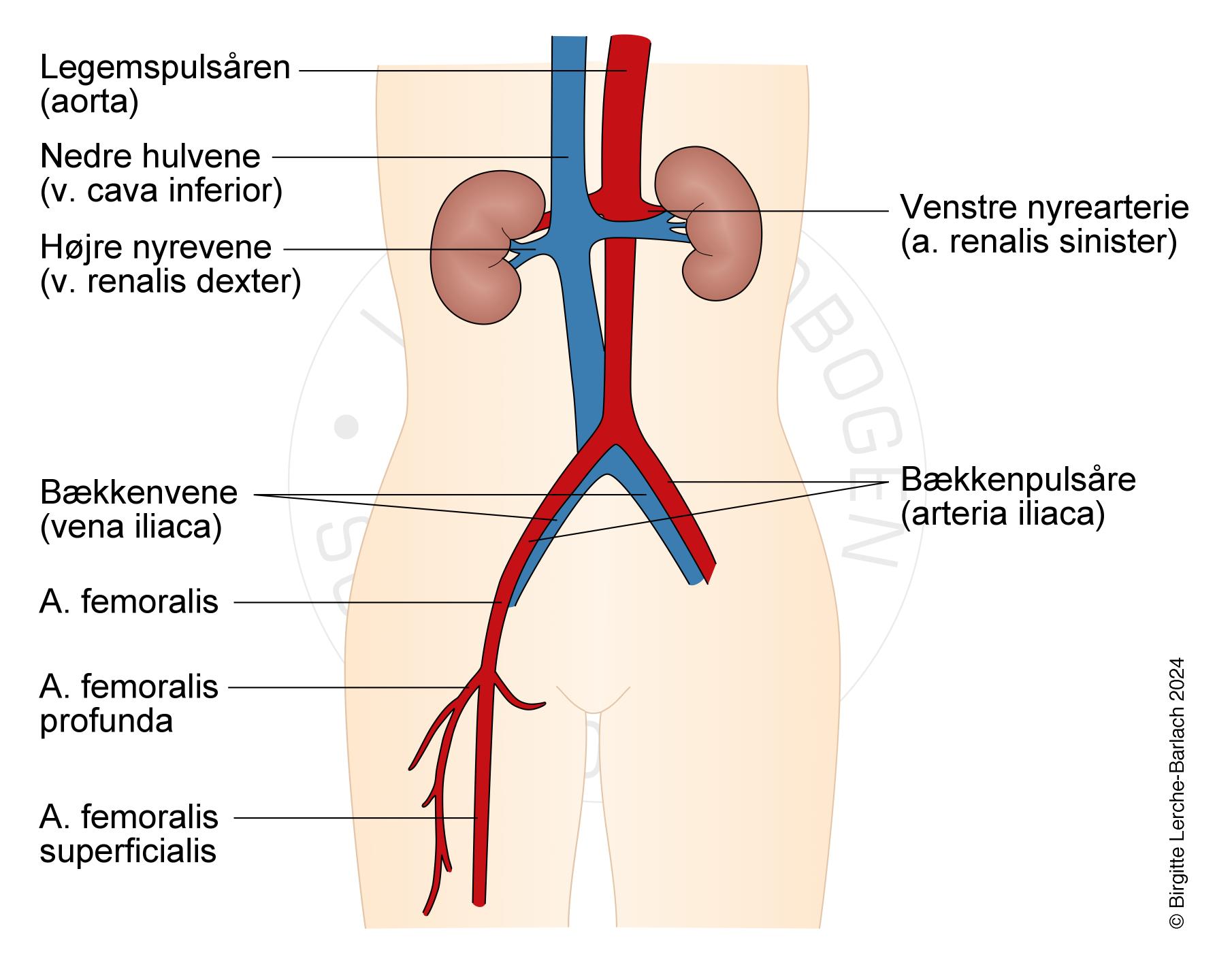 LH_141 Arterier i maven og lyskenNY
