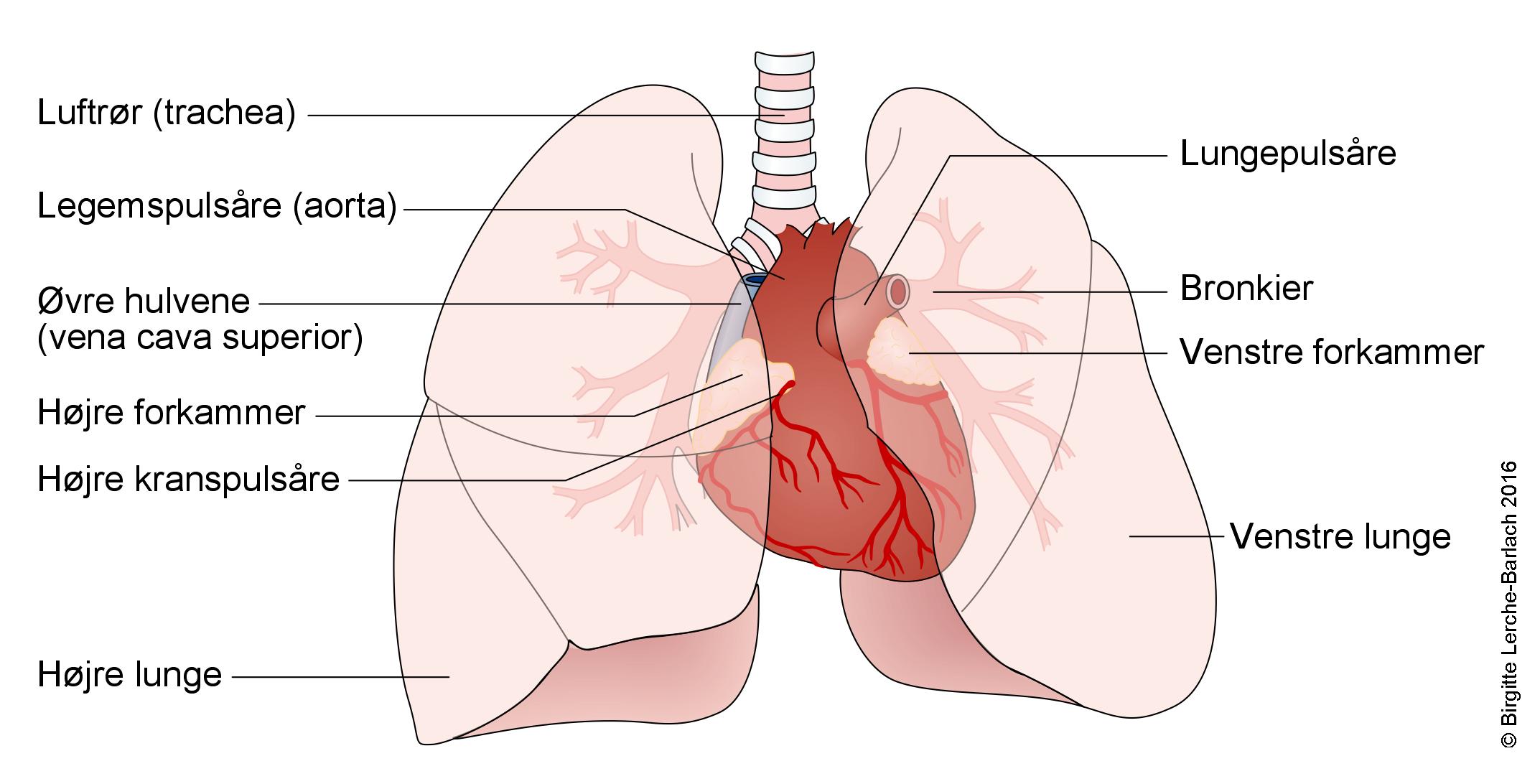 Hjertets-belligenhed-i-brystkassen