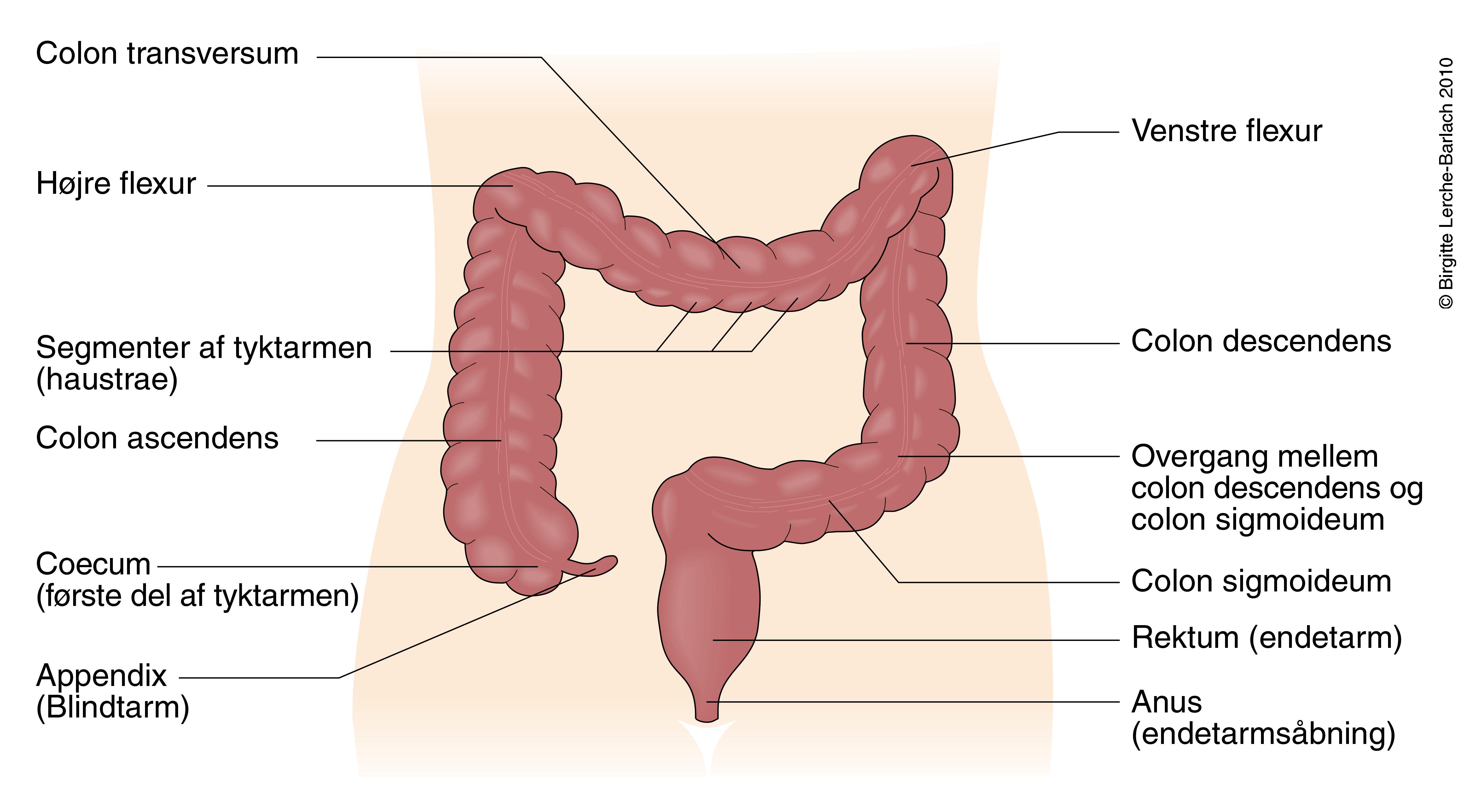 tyktarm-oversigtsbillede