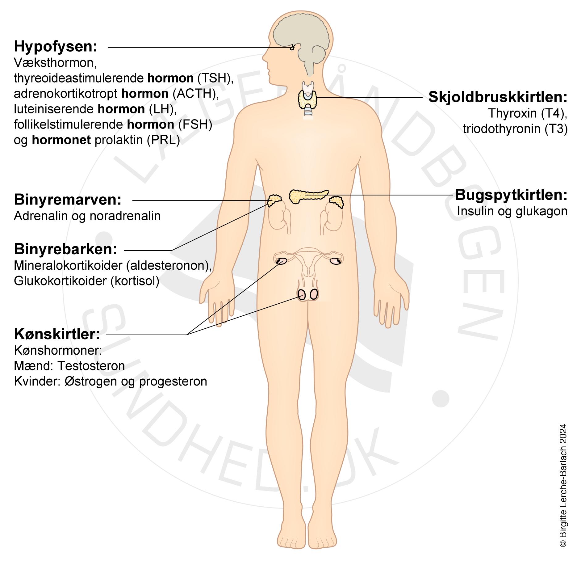 endokrine kirtler-oversigt-patientinformation