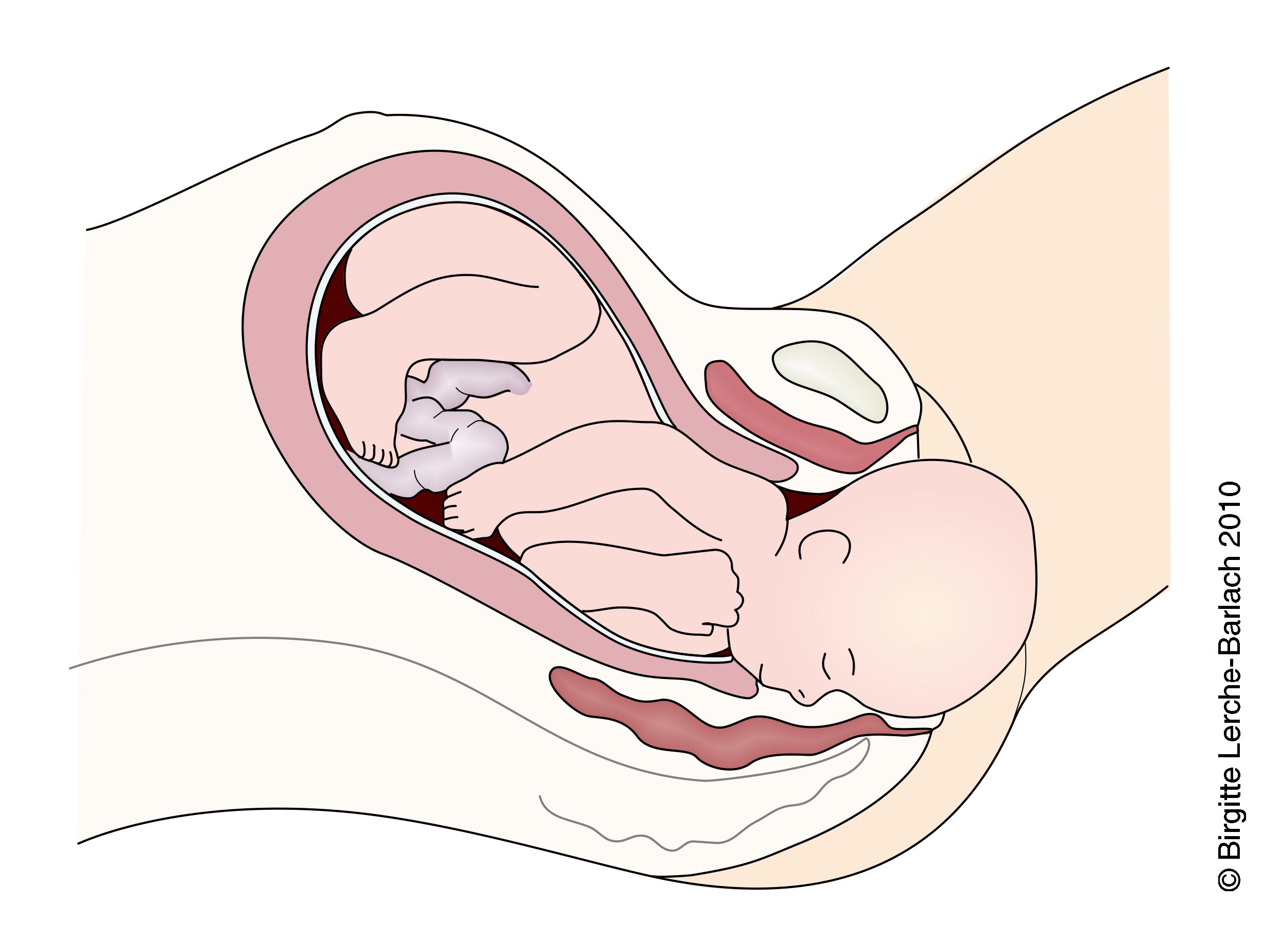 foedsel- normal foedsel uddrivningsfasen
