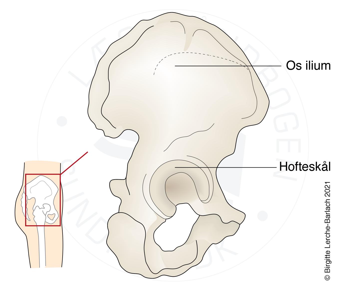 hofte-ileum med acetabulum