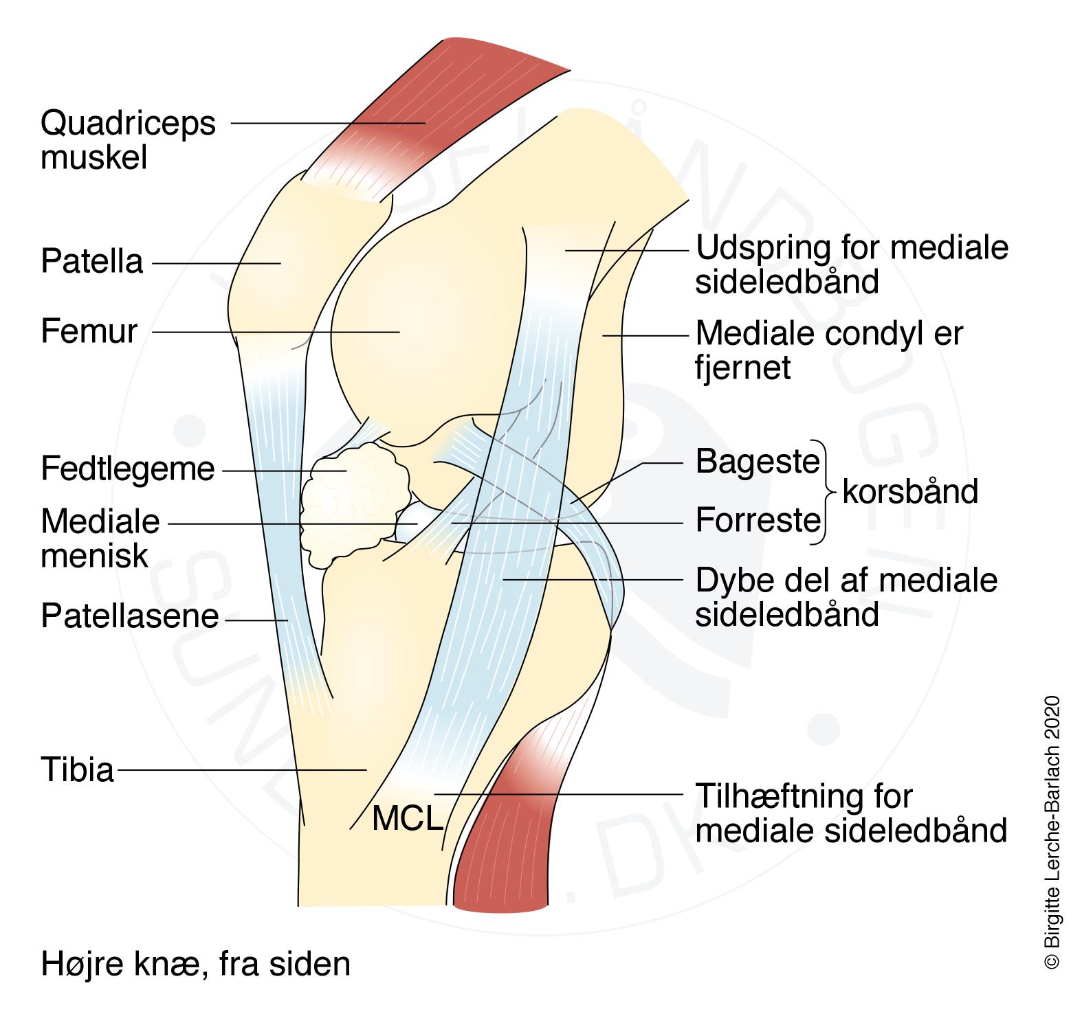 knaee hoejre set fra medialsiden