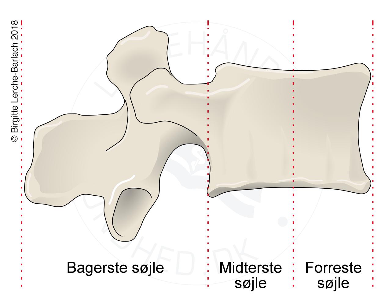 rygsoejle-columnainddeling