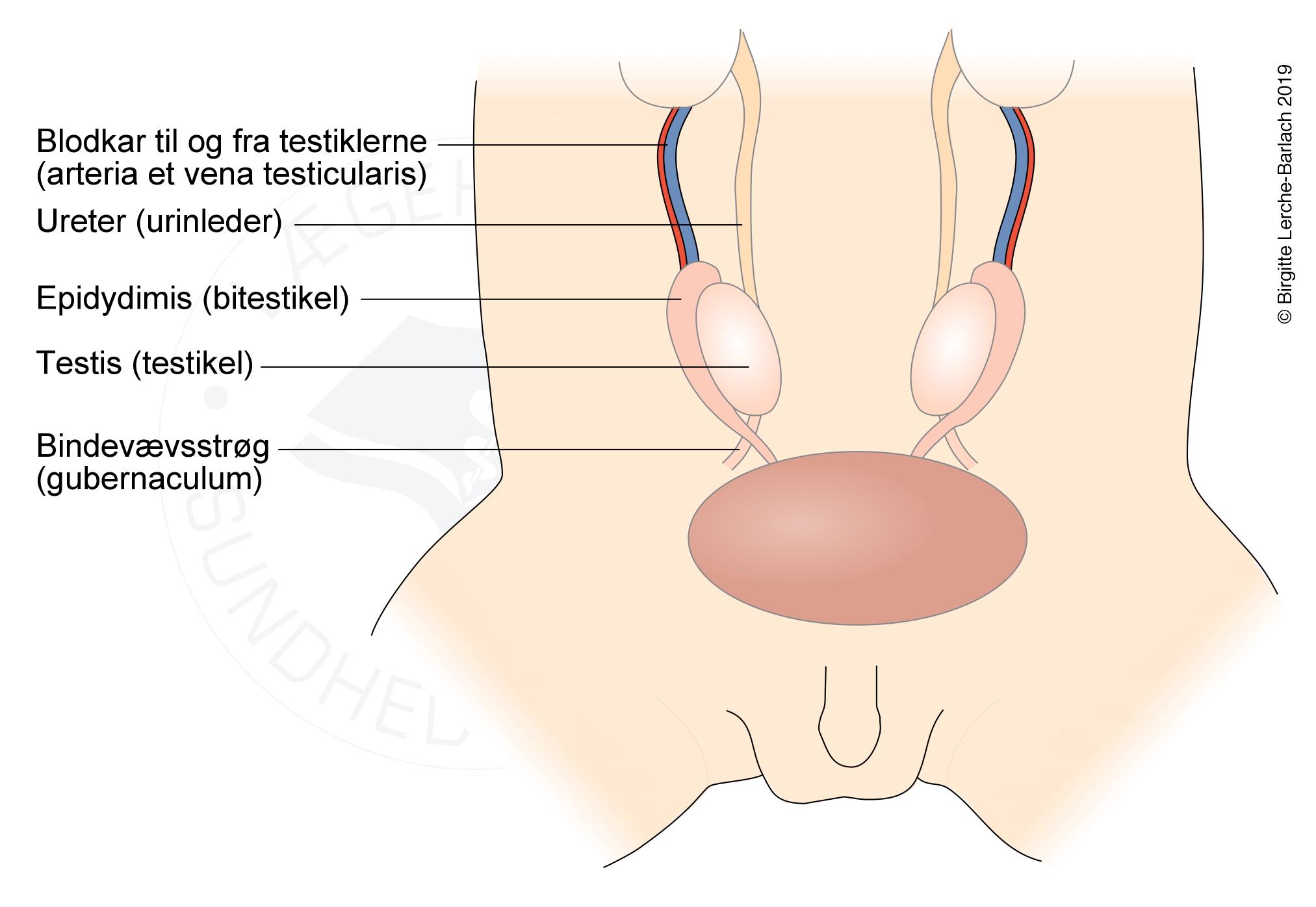Udvikling mandlig geni 1
