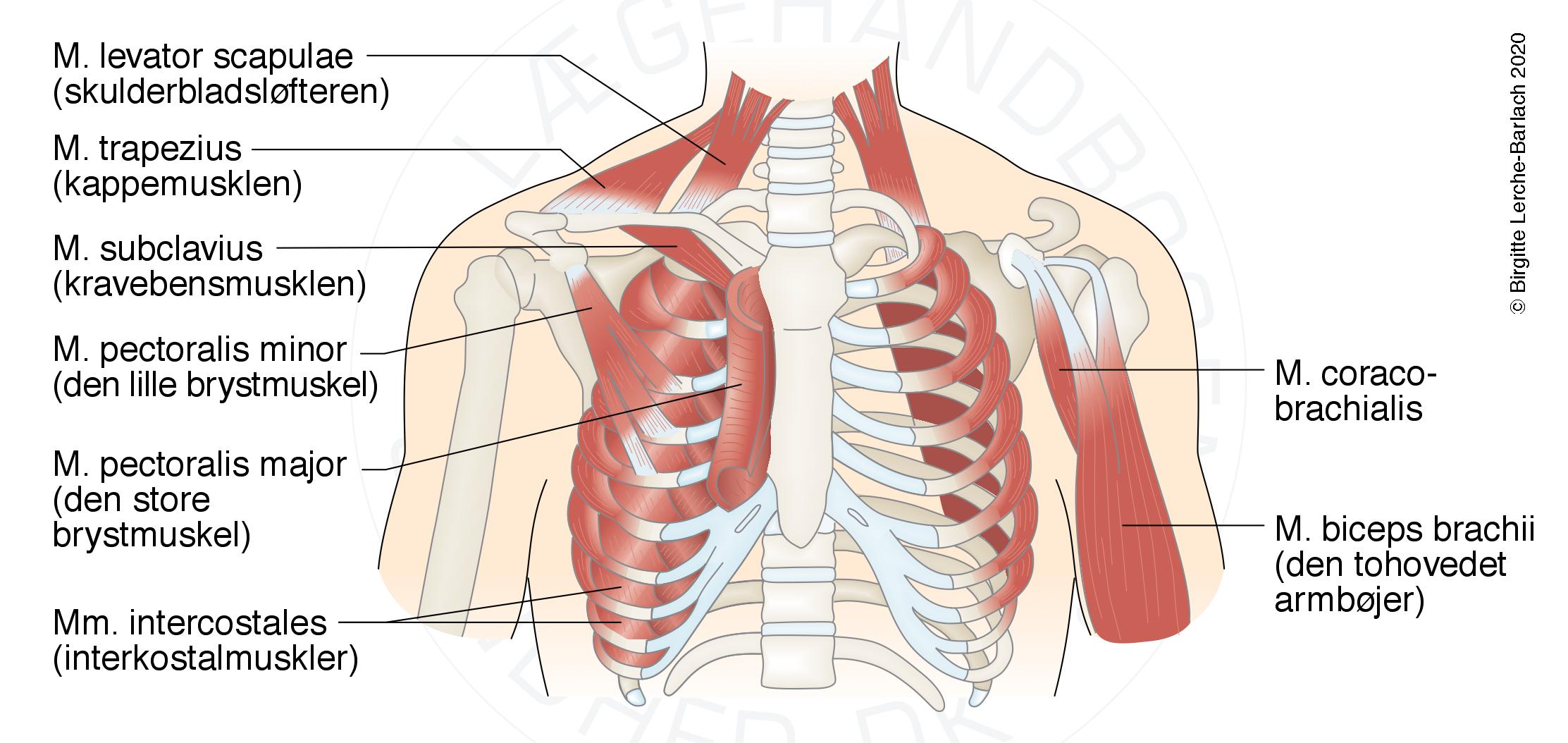 LH_id70 Thorax med muskler og skelet