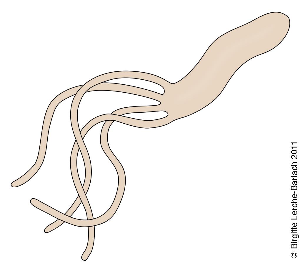 bakterie-helicobacter pylori