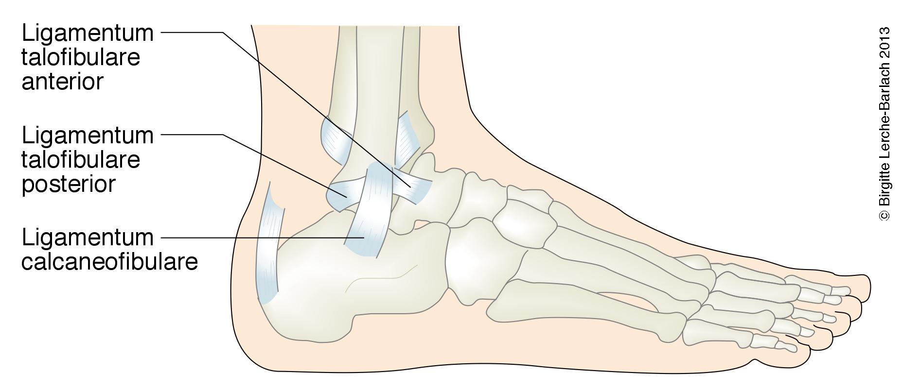 LHID8248 Fodskelet fra siden