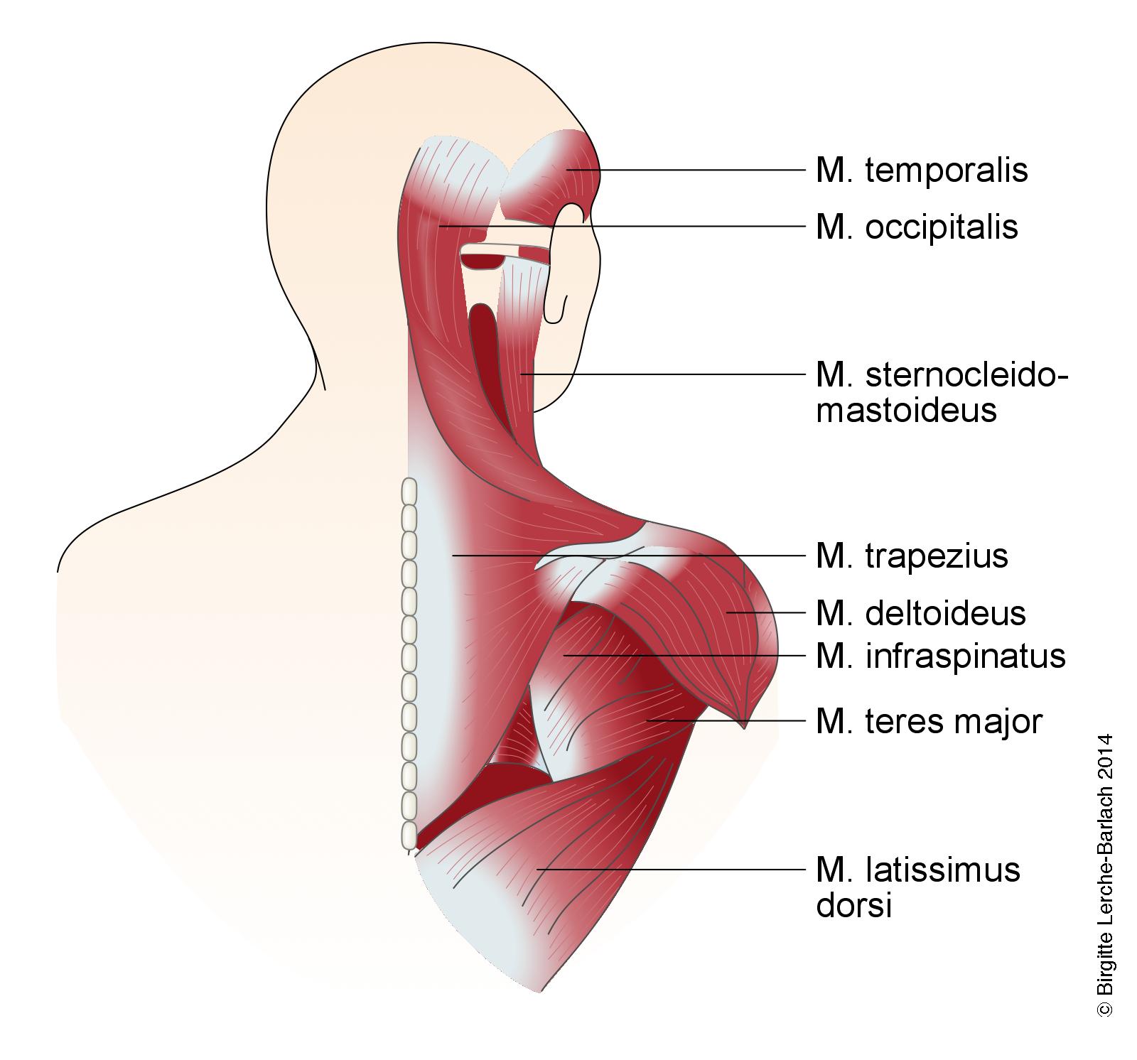 nakke-muskulatur ryg og nakke