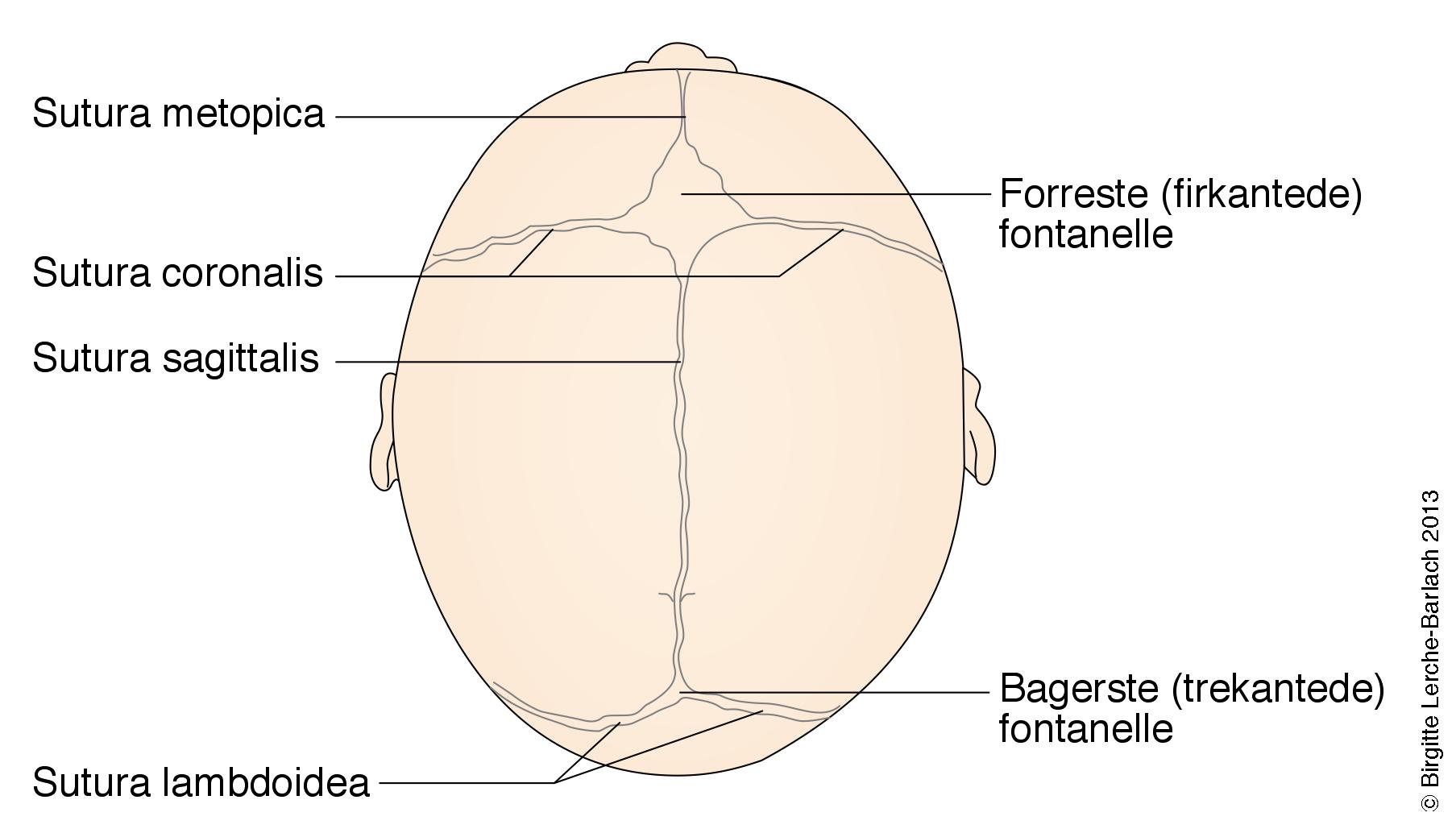 kranium hos nyfoedt-normalt