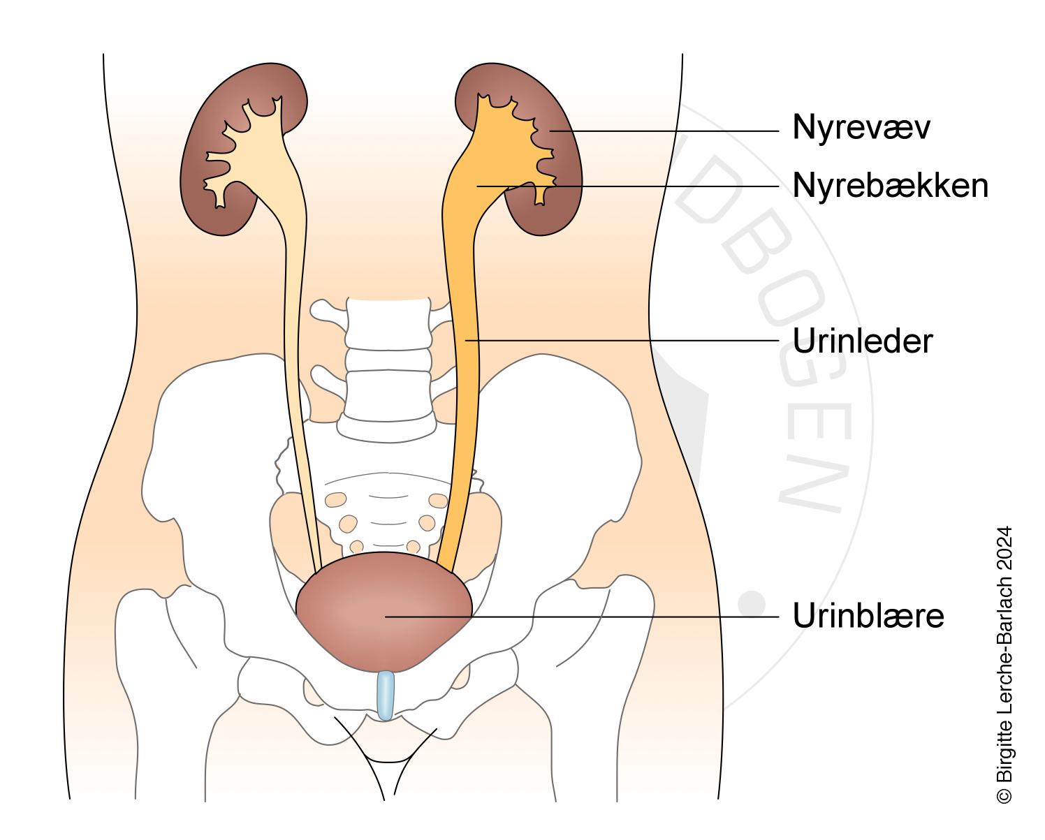 LH_511 Grad 3 refluks urin