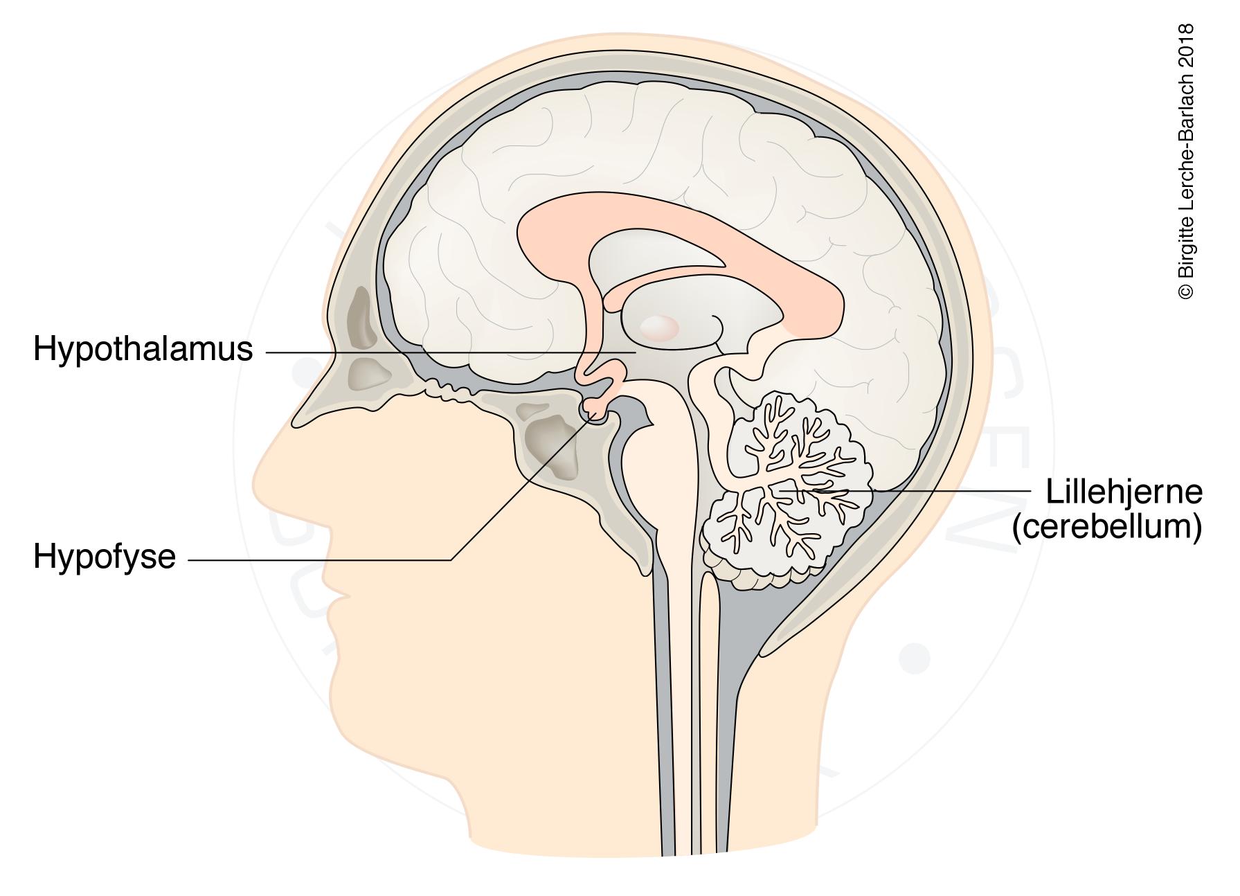 hjerne-hypofyse normal