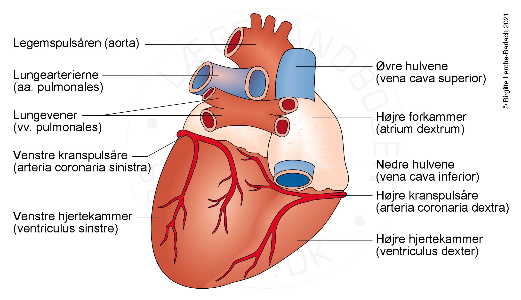 Hjerte normalt bagfra ny